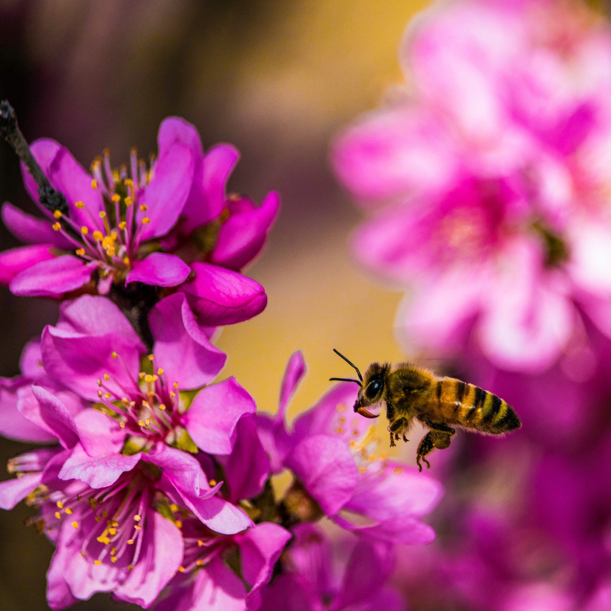 "In the world of ecological gardening, there&rsquo;s a persistent myth that if you don't rip out every single non-native plant tomorrow, you&rsquo;ve failed the planet." &ndash;full article at lawsonyardscapes.com #nativeplants #pollinators