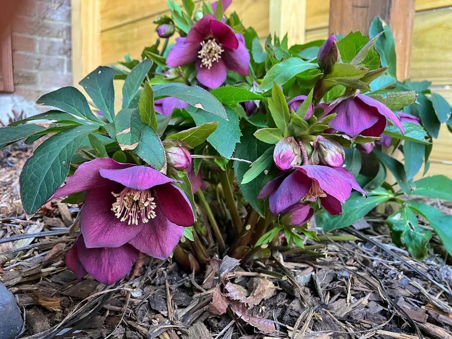 I thought, for sure, this was the year that all plants were killed by winter but NOPE! Wrong again! Life goes on. We all win. #gardendesign #landscapedesign