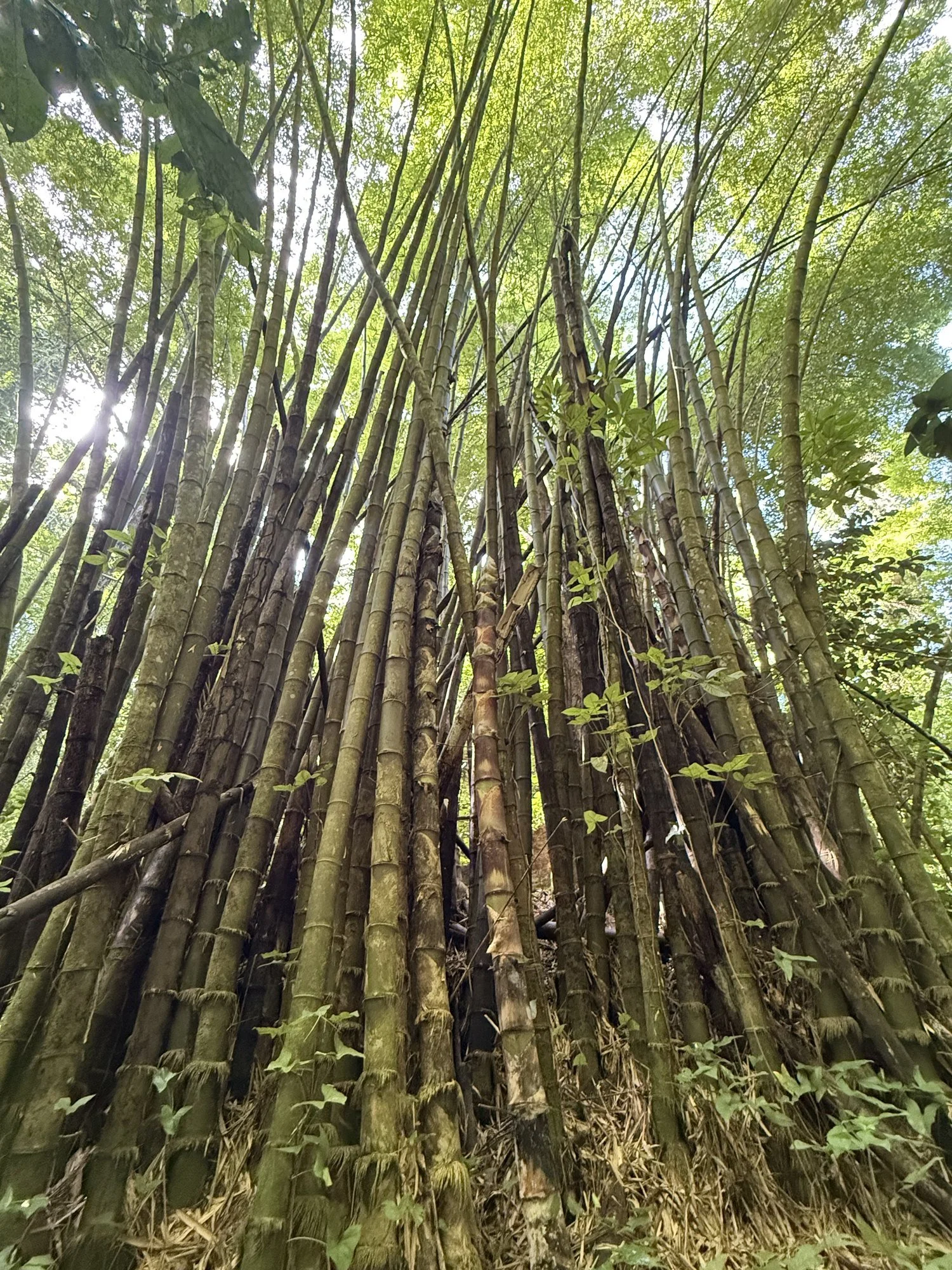 bamboo-grove.jpg