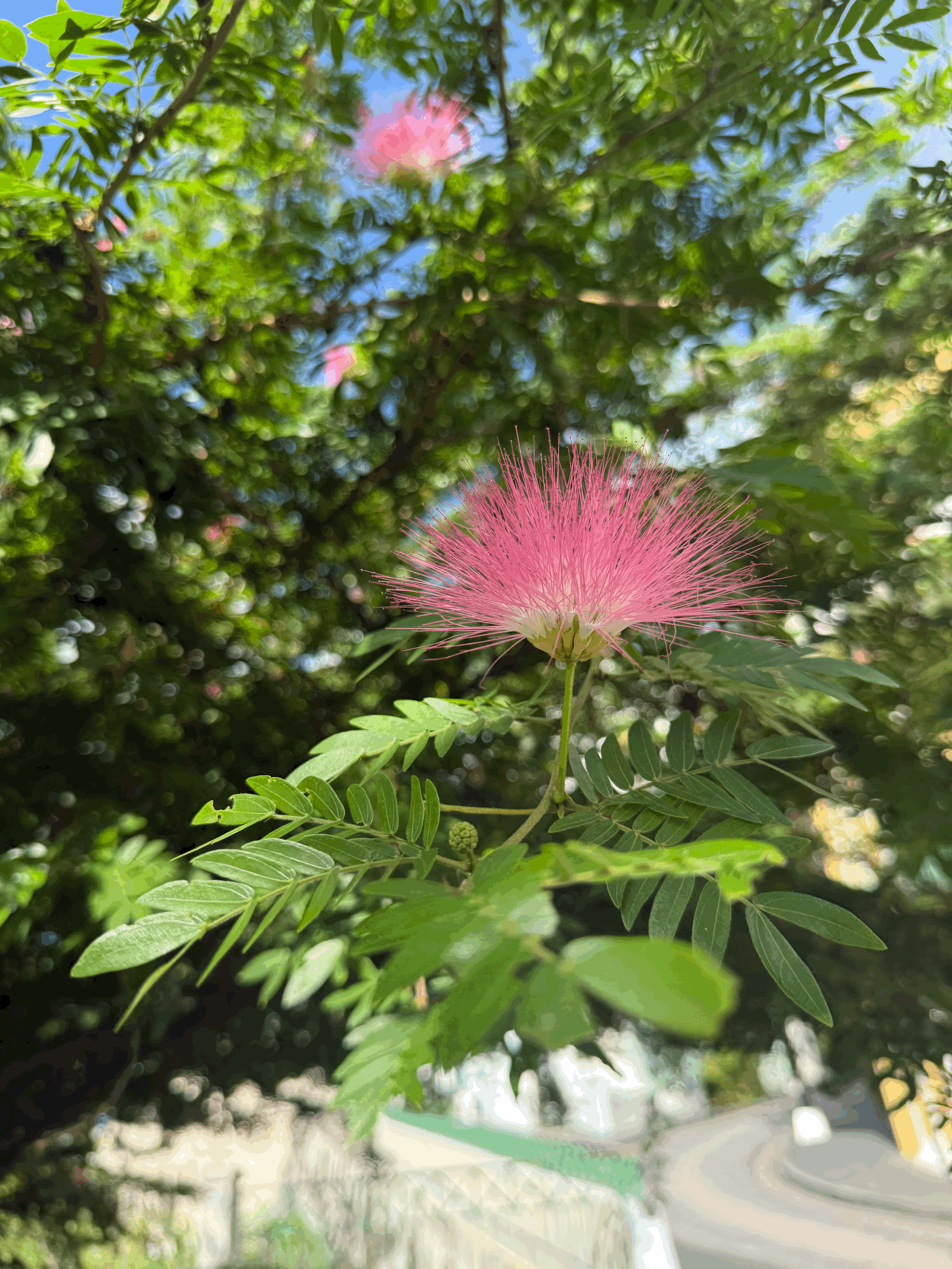 Herb of the Month: Bobinsana (Calliandra angustifolia)