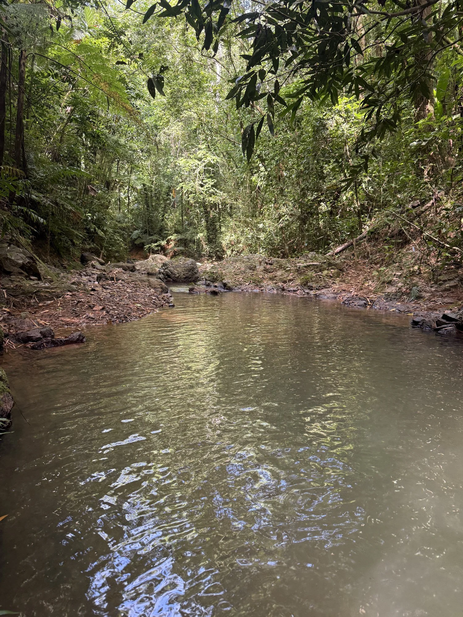 jungle-river.jpg