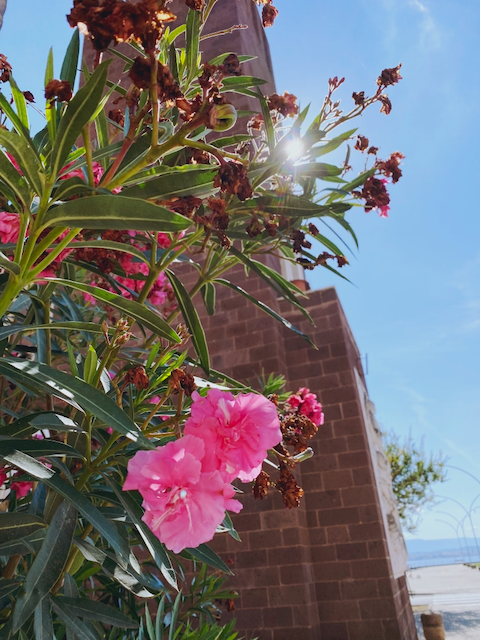 Pink flowers blooming on a plant with a brick building, blue sky, and sunlight in the background.