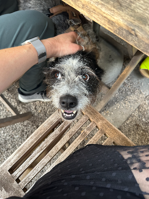 A person petting a happy, black and white dog with a scruffy coat, sitting on an outdoor wooden bench.
