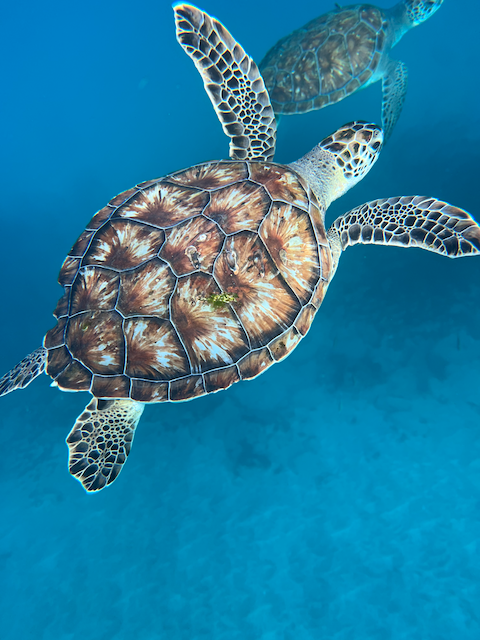 Two sea turtles swimming underwater in clear blue ocean water