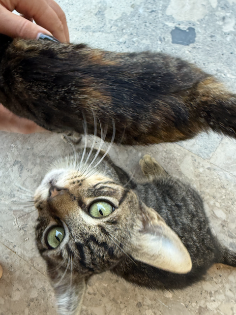 Close-up of a tabby cat with green eyes lying on a tiled floor, looking up at the camera with a person touching its back.