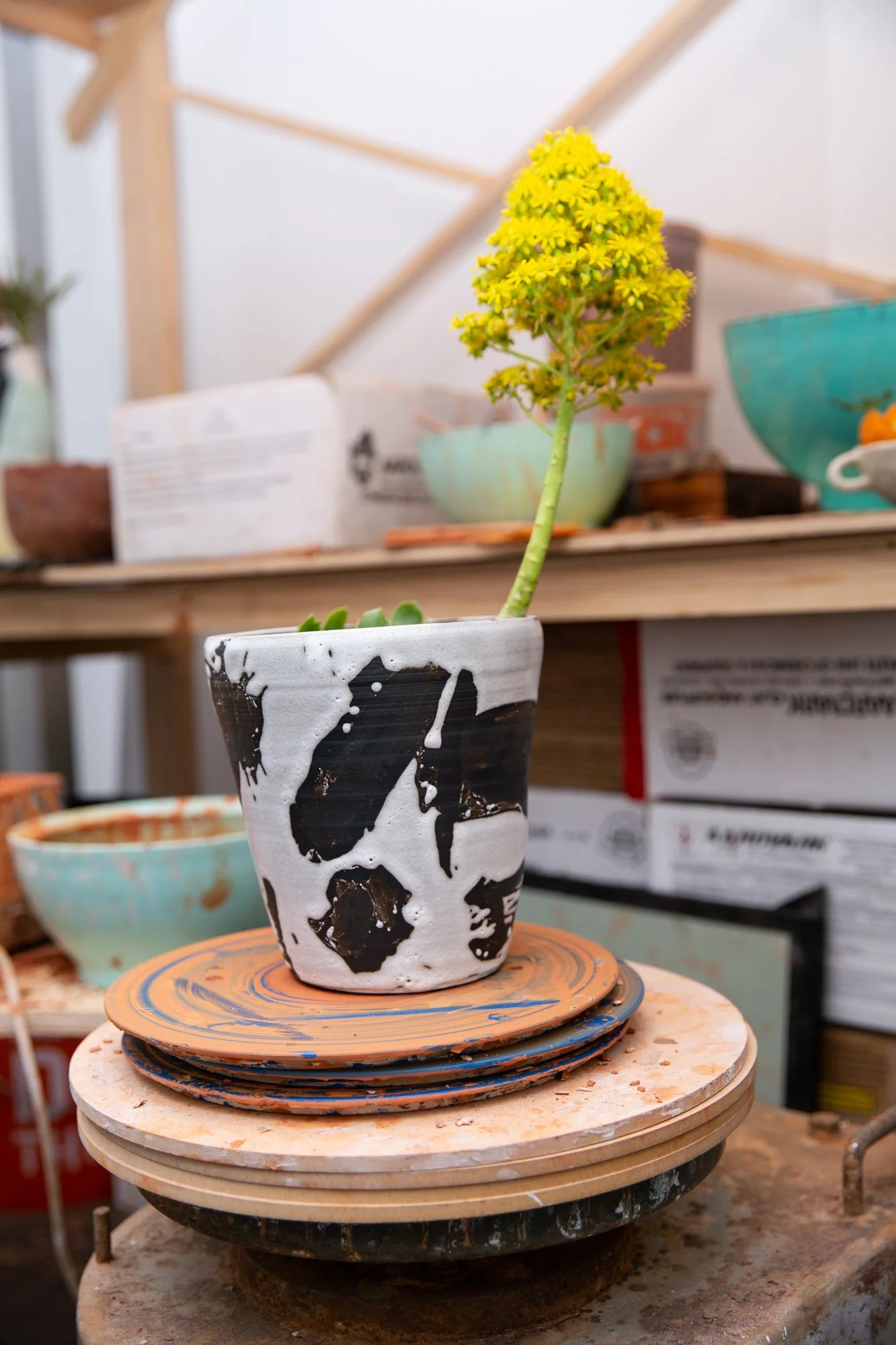 Such a pretty house such a pretty garden featuring Joey Turek • December 18, 2021 - January 30, 2022. Image: Lauren Beitel Turek