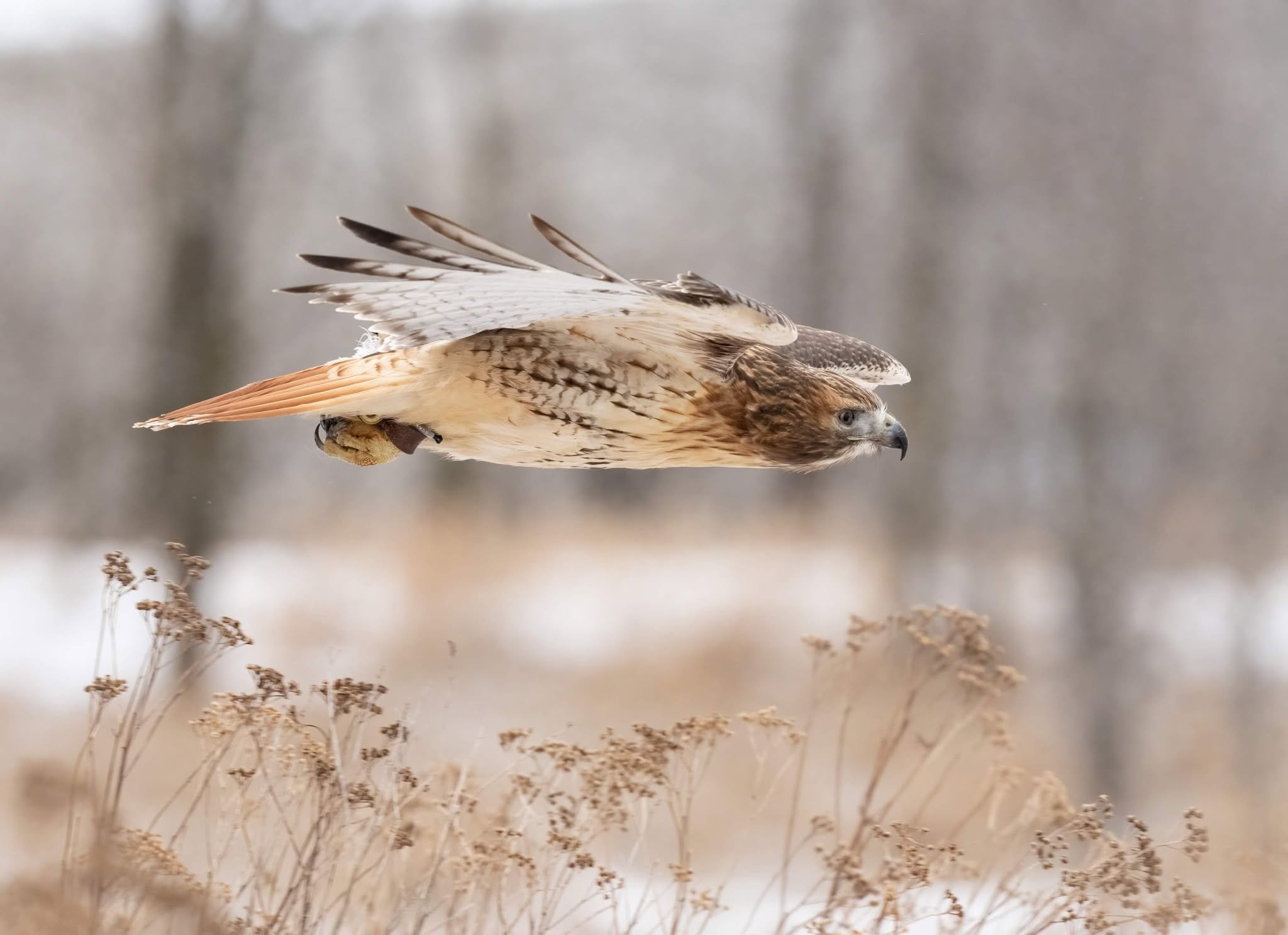 Hawk Tales & Cocktails - River Valley Raptors Fundraiser
