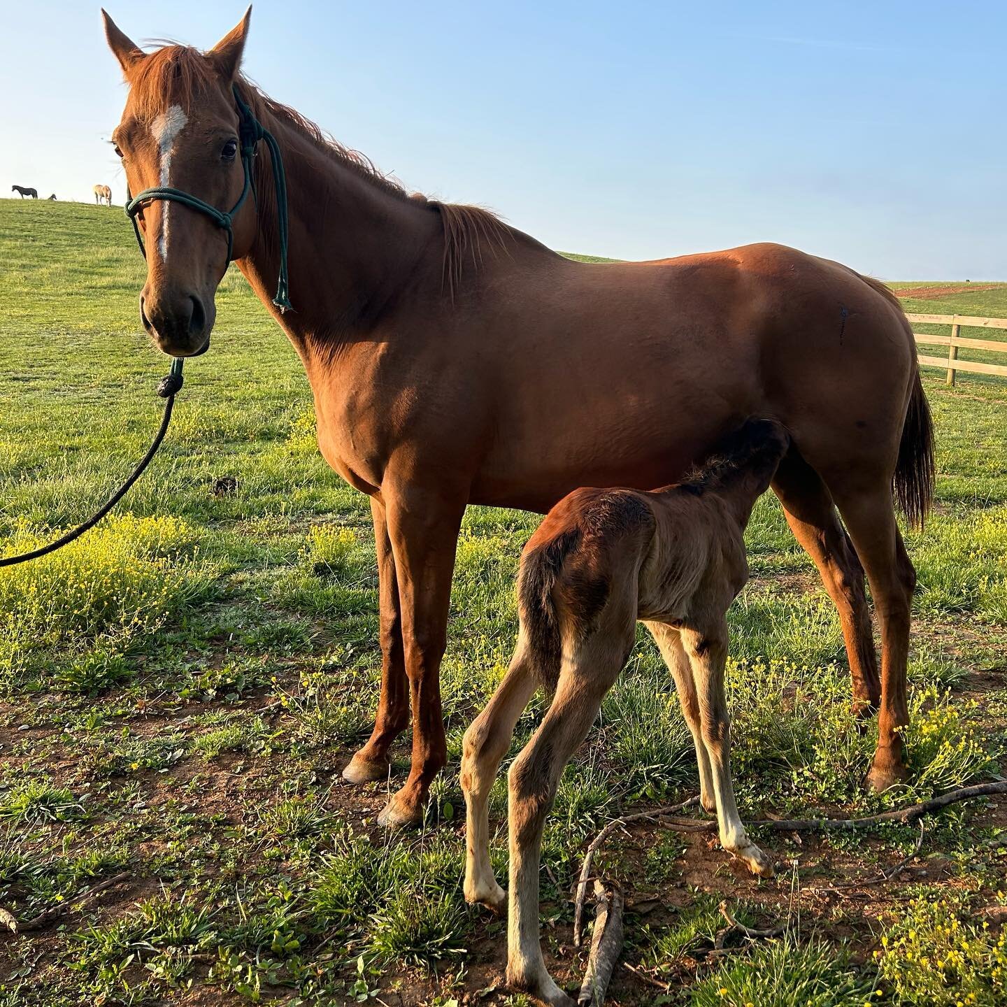 One day shy of a full year being pregnant, &ldquo;Royal Sighting&rdquo; gave us an unbelievably enormous colt by &ldquo;Awesome Charlie&rdquo;! This picture doesn&rsquo;t do him justice at all. How he fit inside that belly is a mystery to me!
.
.
@sp