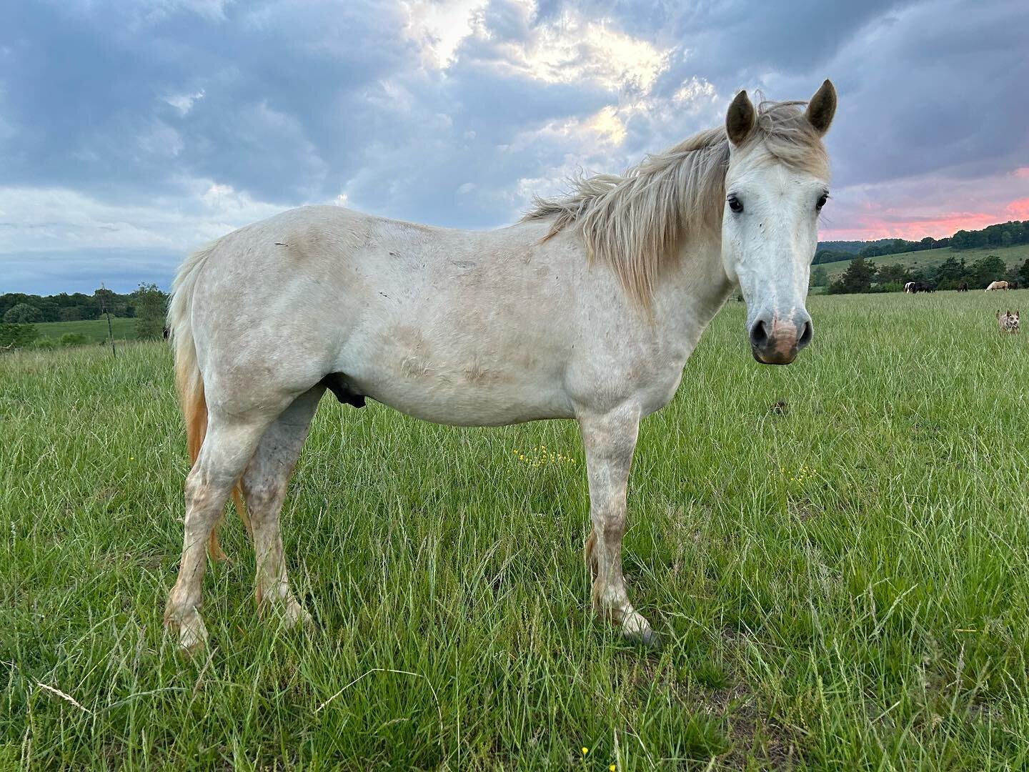 Name that pony. Does anyone recognize this handsome boy?
.
.
@springvalleyfarm @springvalley_farm @chadsimmons32 #springvalleyfarm #handsome #horse #horsesofinstagram #sunset #virginia