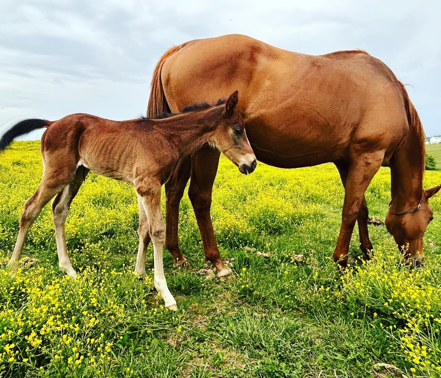 Baby Update!
.
Our little &ldquo;Pitt&rdquo; (because his mommy&rsquo;s nickname is Peach, and he came out of her - get it? 😅) is something else! He&rsquo;s been cleared by the vet but he is a little knock-kneed and windswept in the rear end. Thinki