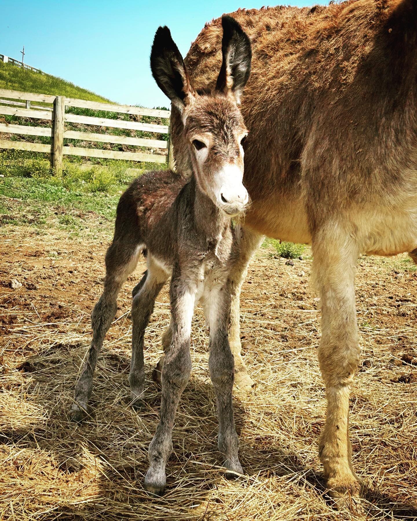 THE EARS, guys! This precious mammoth jack colt is almost as tall as his ears are long!
.
.
@springvalley_farm @springvalleyfarm @chadsimmons32 #springvalleyfarm #mammoth #donkeys #mammothdonkey #virginia