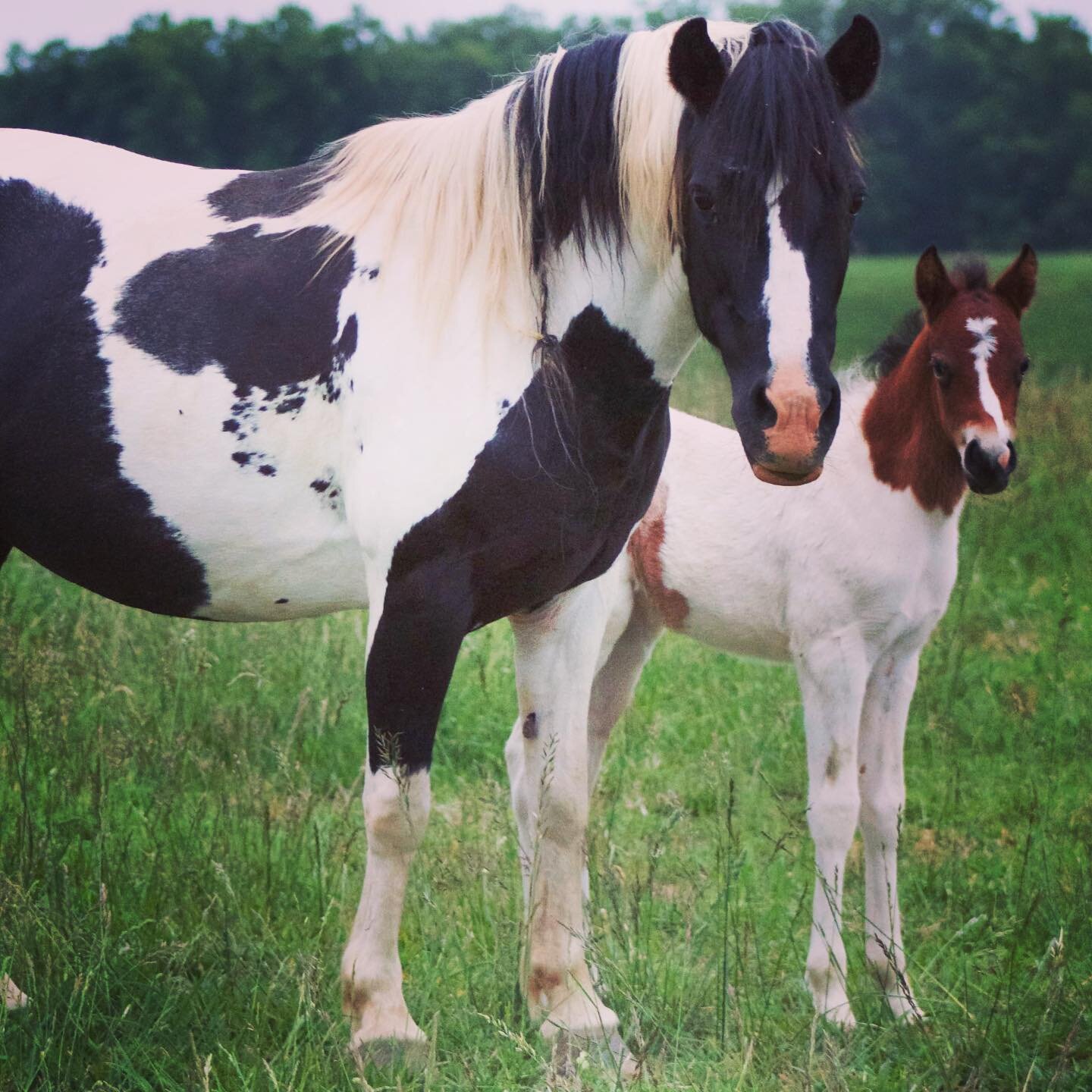 Check out this gorgeous pair! The filly is sired by our POA stallion, KSS RED WHITE AND NIFTY, and they&rsquo;re both available for your consideration!
.
.
@springvalleyfarm @springvalley_farm @chadsimmons32 #springvalleyfarm #pinto #overo #pintaloos