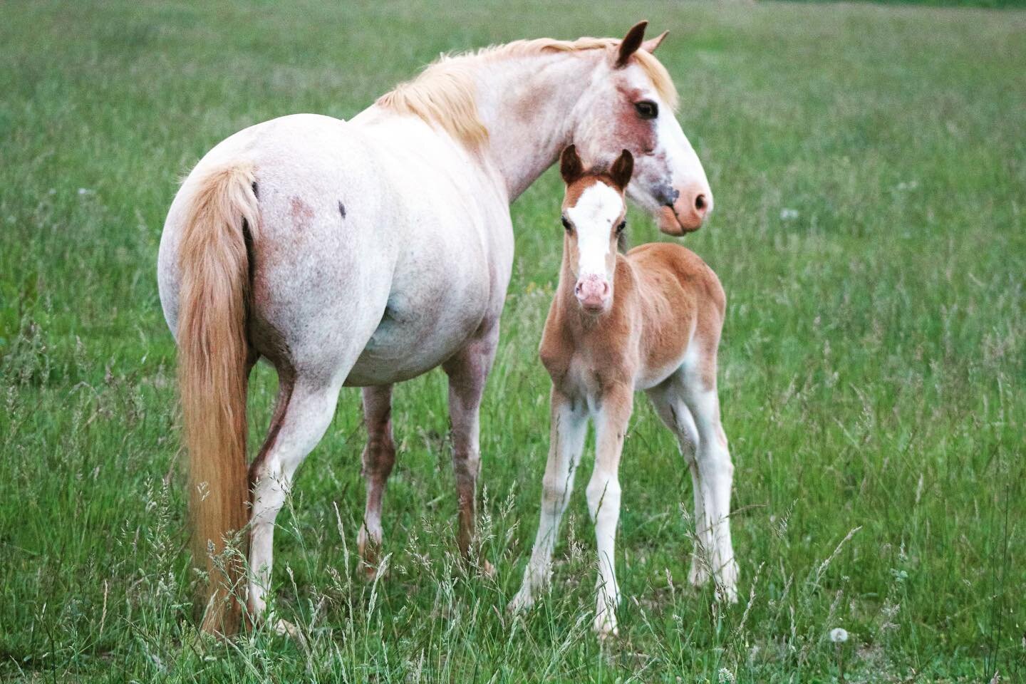 Poppy&rsquo;s baby, a stunning colt with partial blues and tons of chrome, is going to outgrow his mama in no time! This guy is a Welsh/Thoroughbred cross born April 23rd and will be ready to go in any direction when he&rsquo;s a little older!
.
.
@s