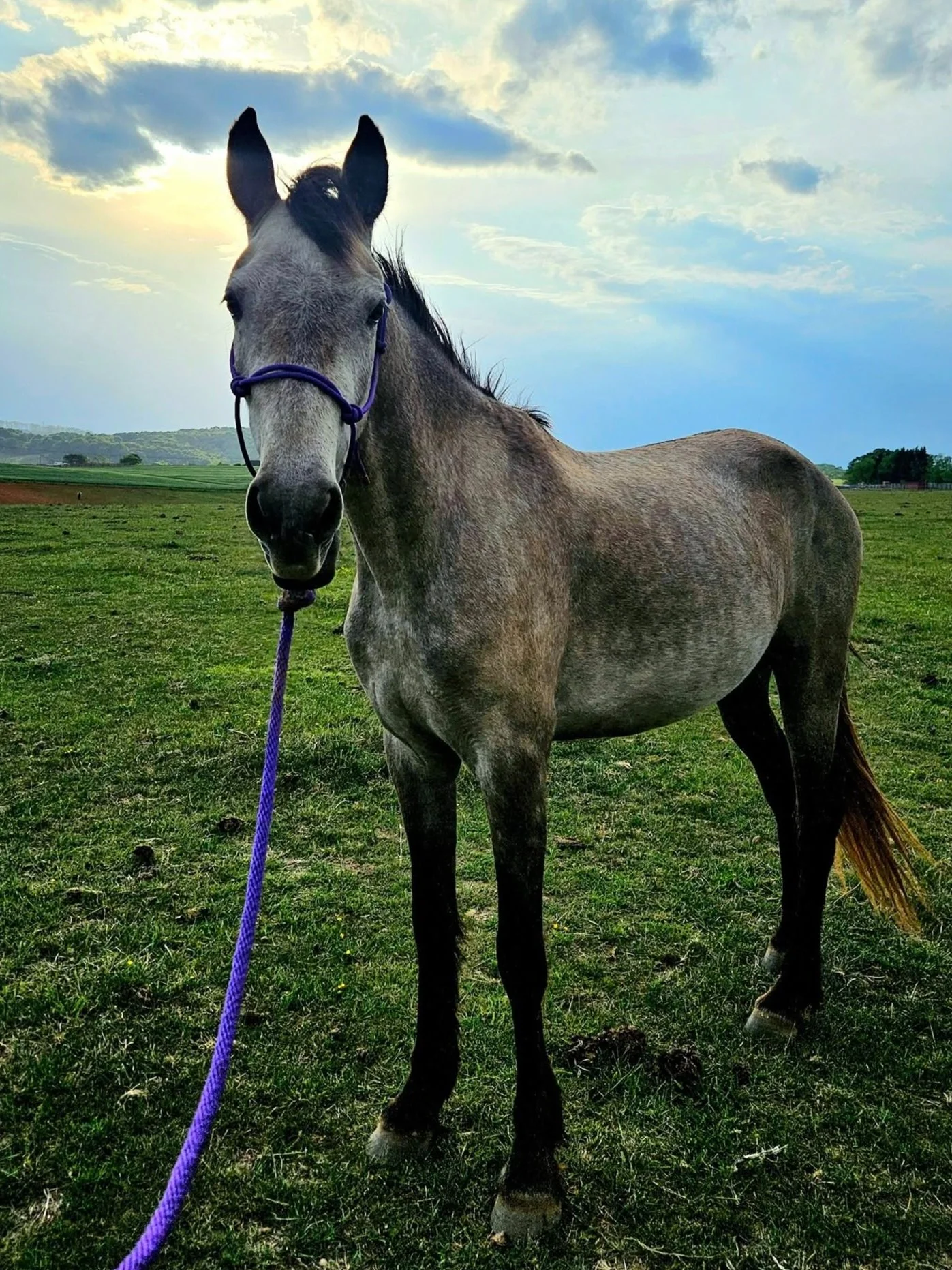 amarillo4.jpg