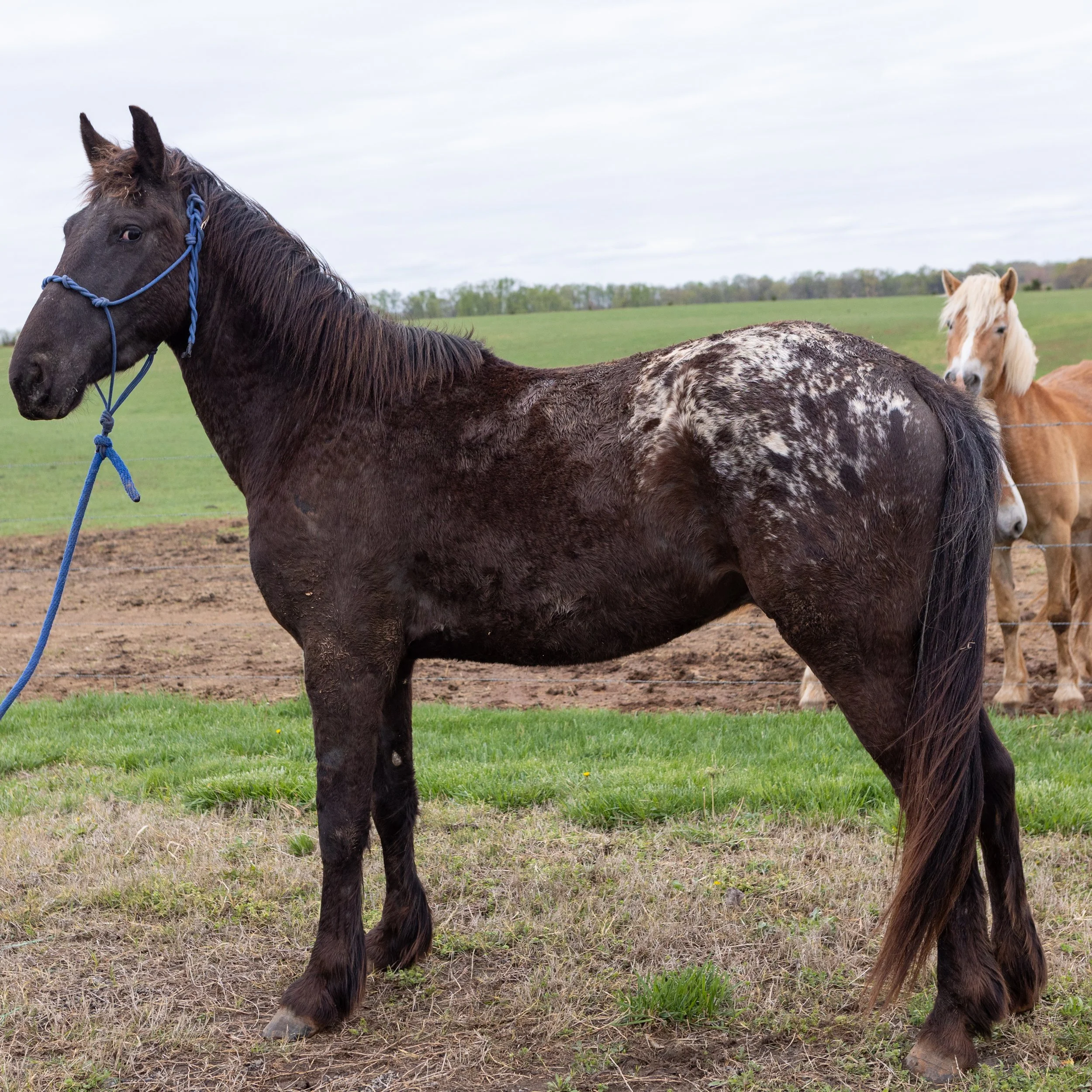 Heritage Trainers horses-11.jpg