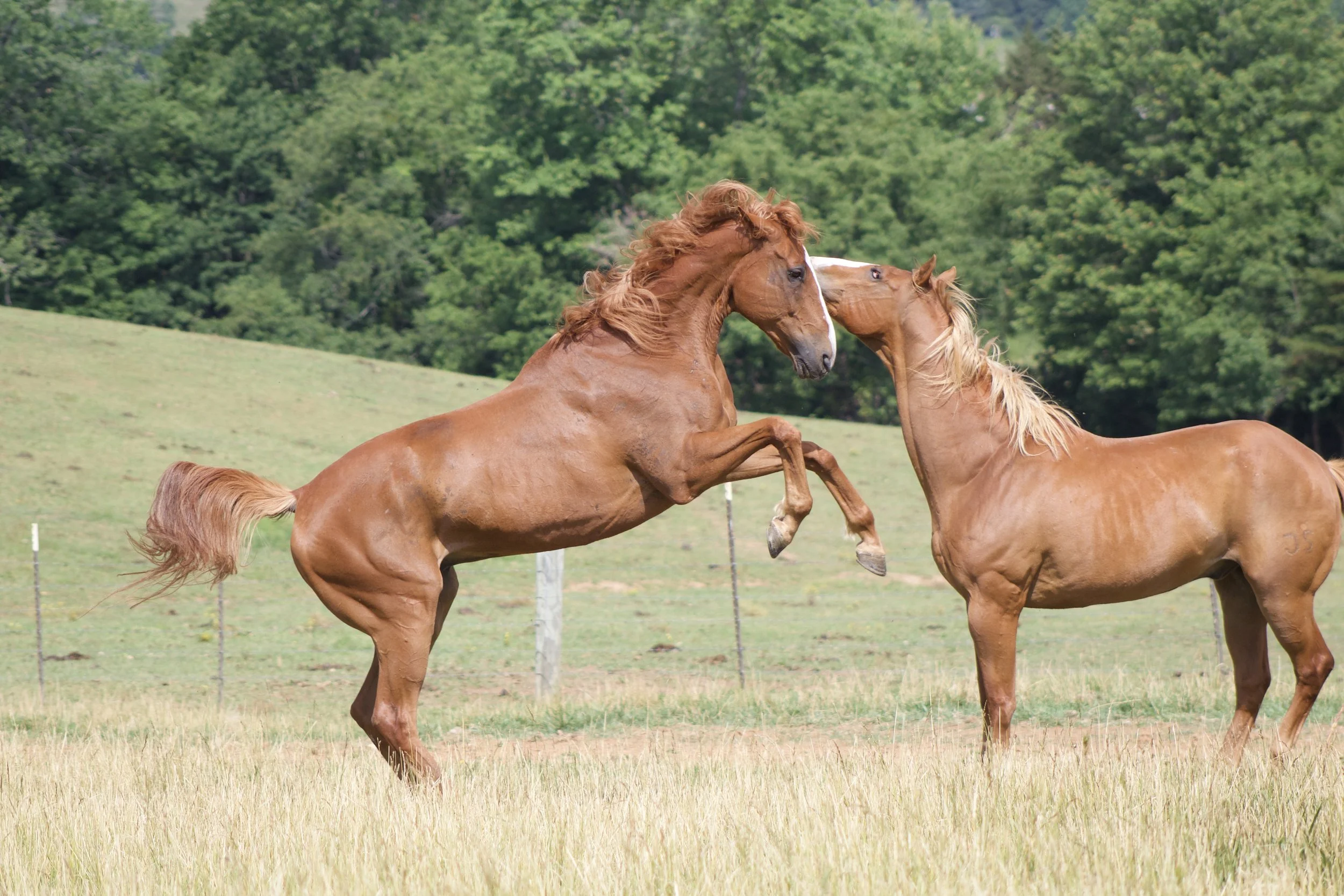 Two horses playing rearing chestnut geldings pasture field