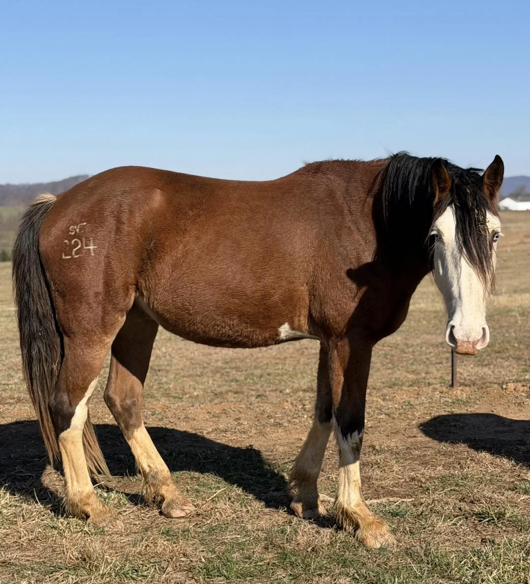 SPRING VALLEY’S LINCOLN