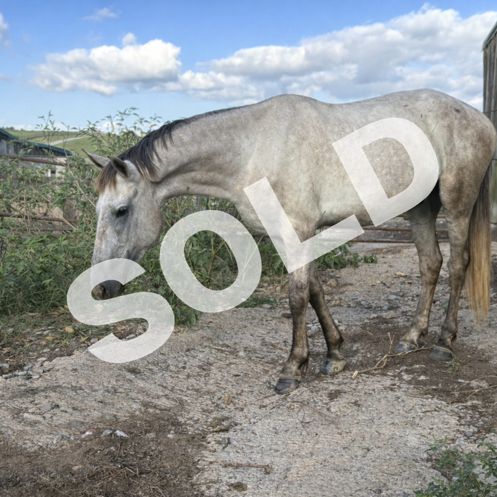 ChatGPT Image Feb 26, 2026, 11_33_17 PM.png