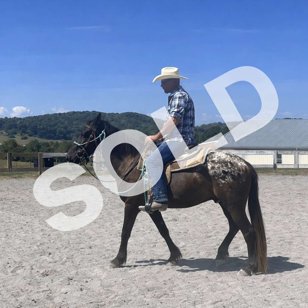 SPRING VALLEY’S MEMPHIS