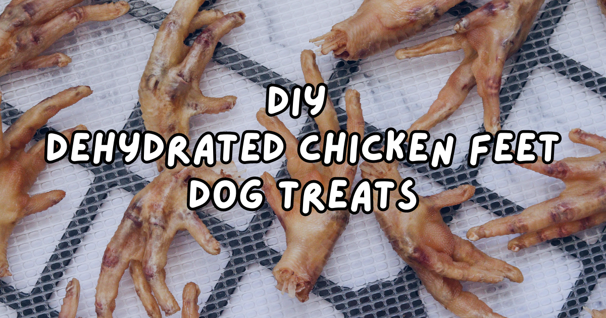 DIY Dehydrated Chicken Feet Dog Chews — Let's Go Rip Creative