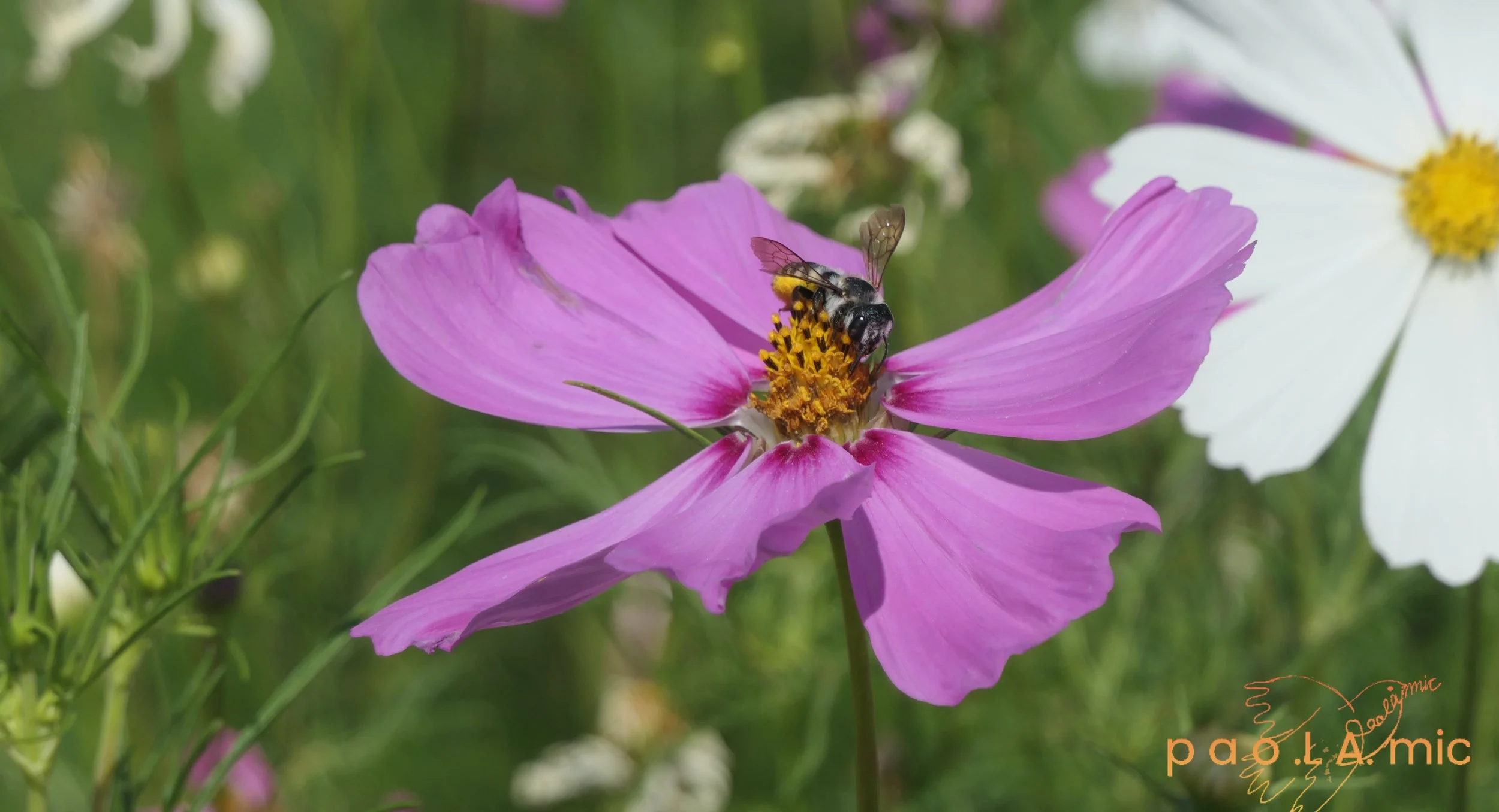 Favoriten mit Wasserzeichen15.jpg