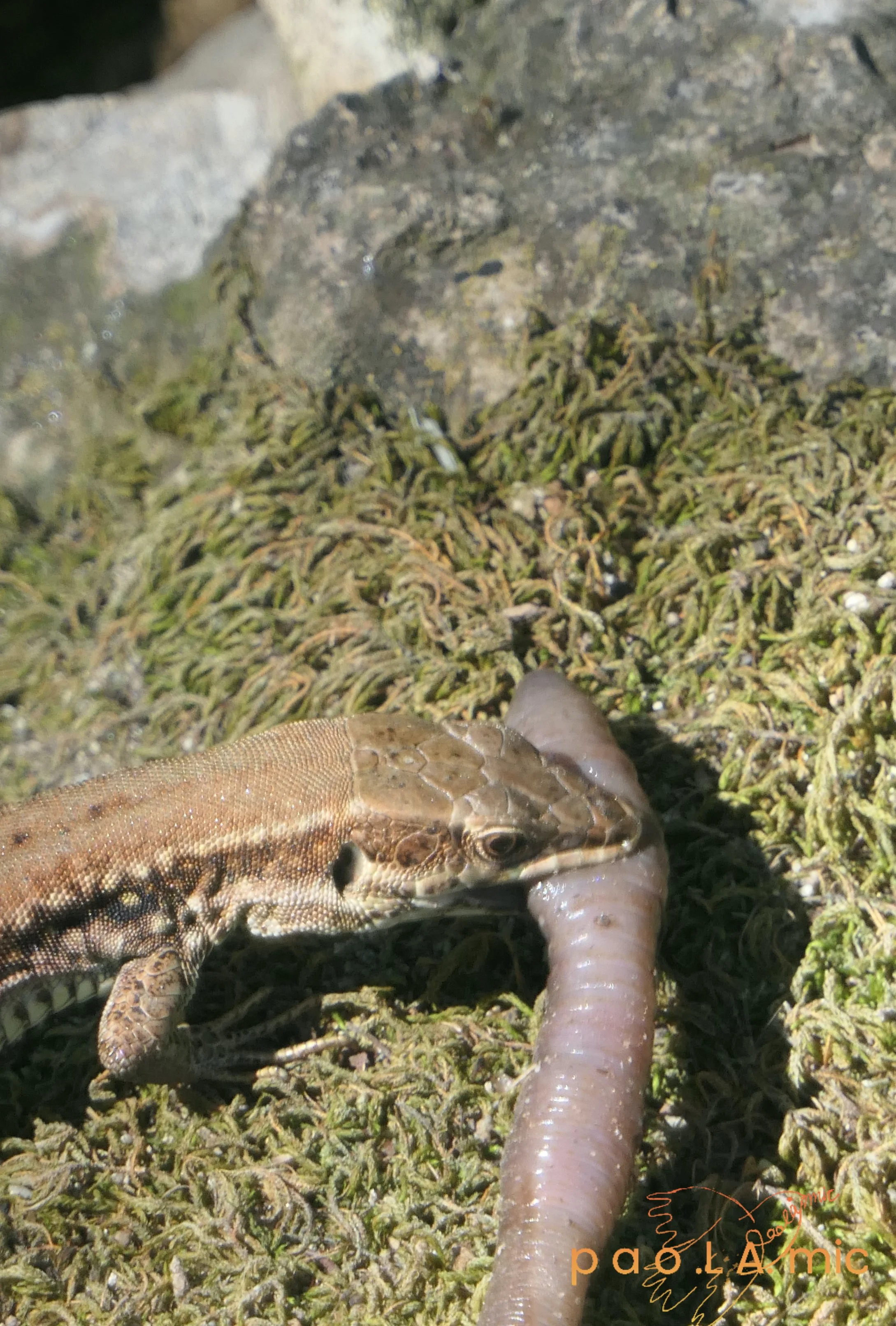 Favoriten mit Wasserzeichen23.jpg