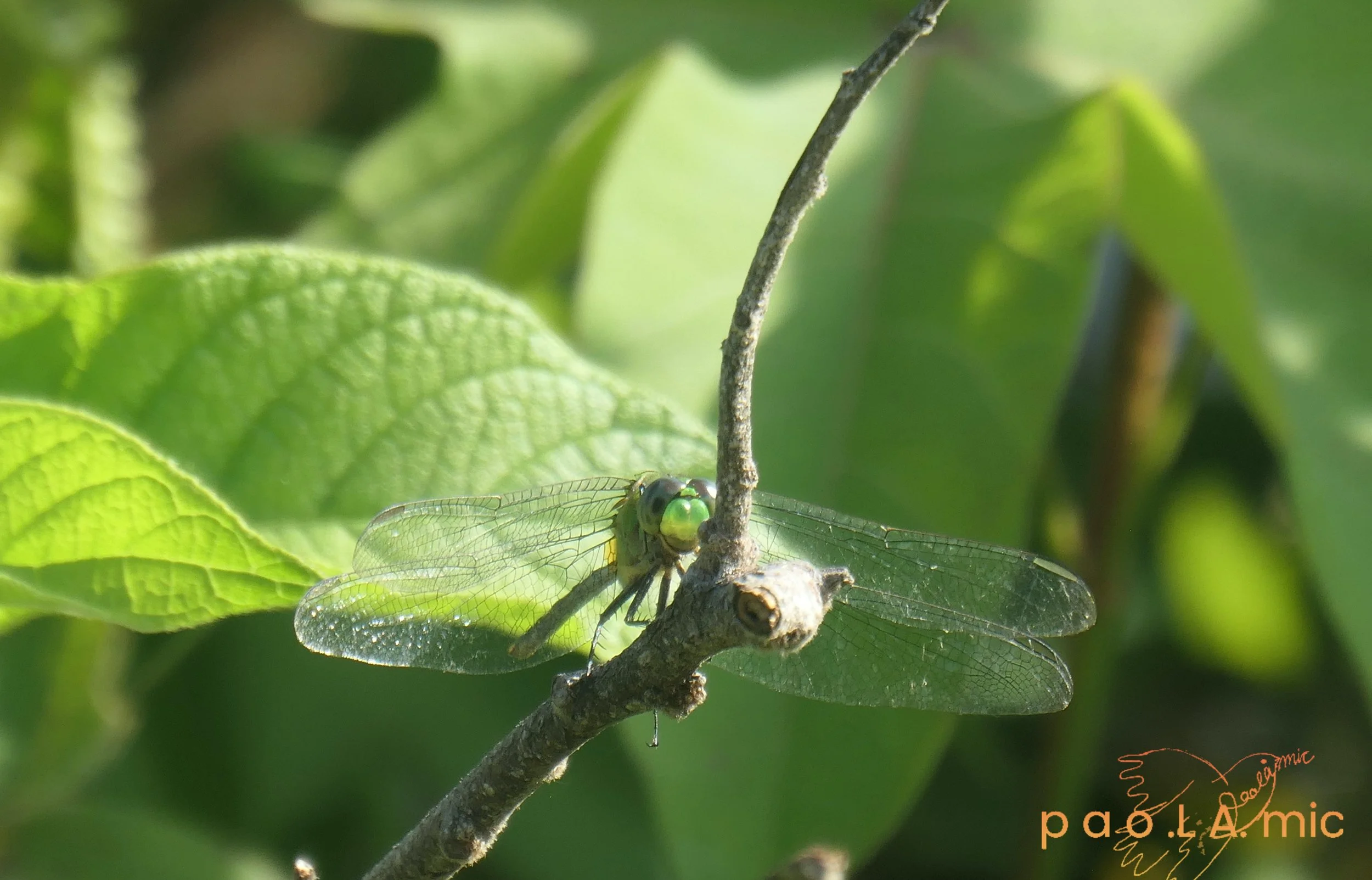 Favoriten mit Wasserzeichen5.jpg