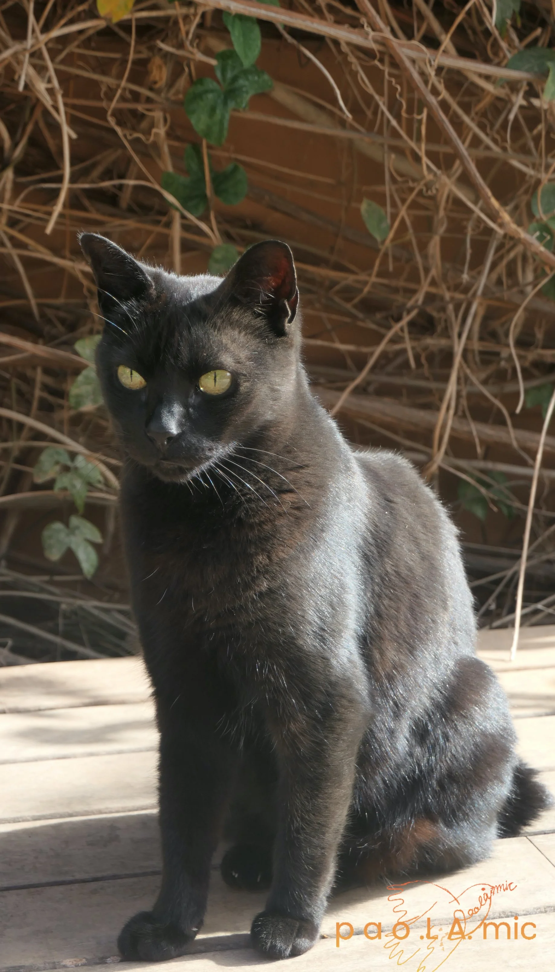 Favoriten mit Wasserzeichen27.jpg