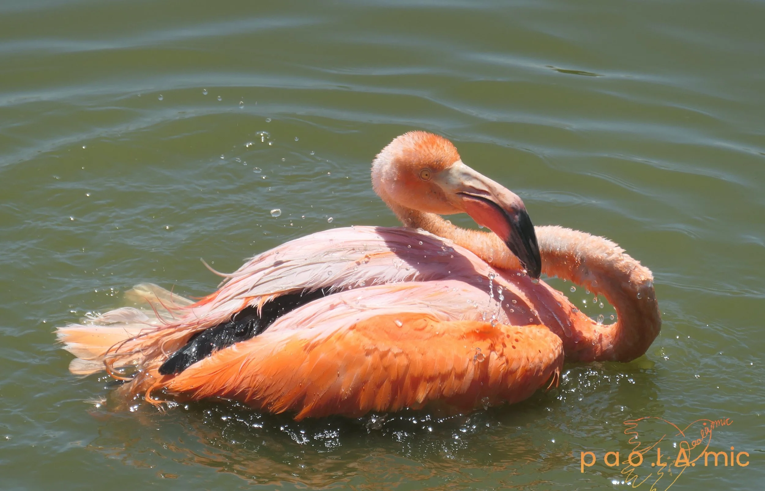 Favoriten mit Wasserzeichen35.jpg