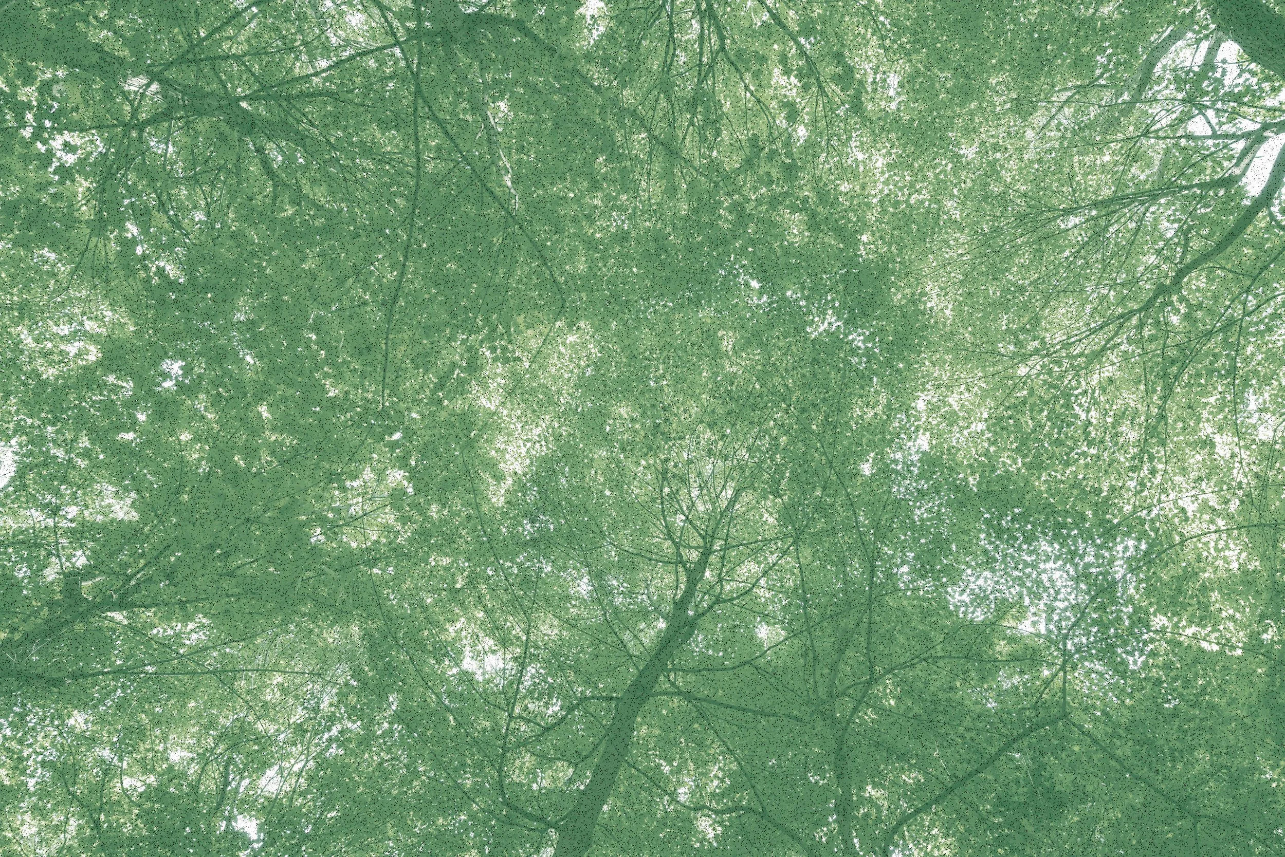 trees.jpg