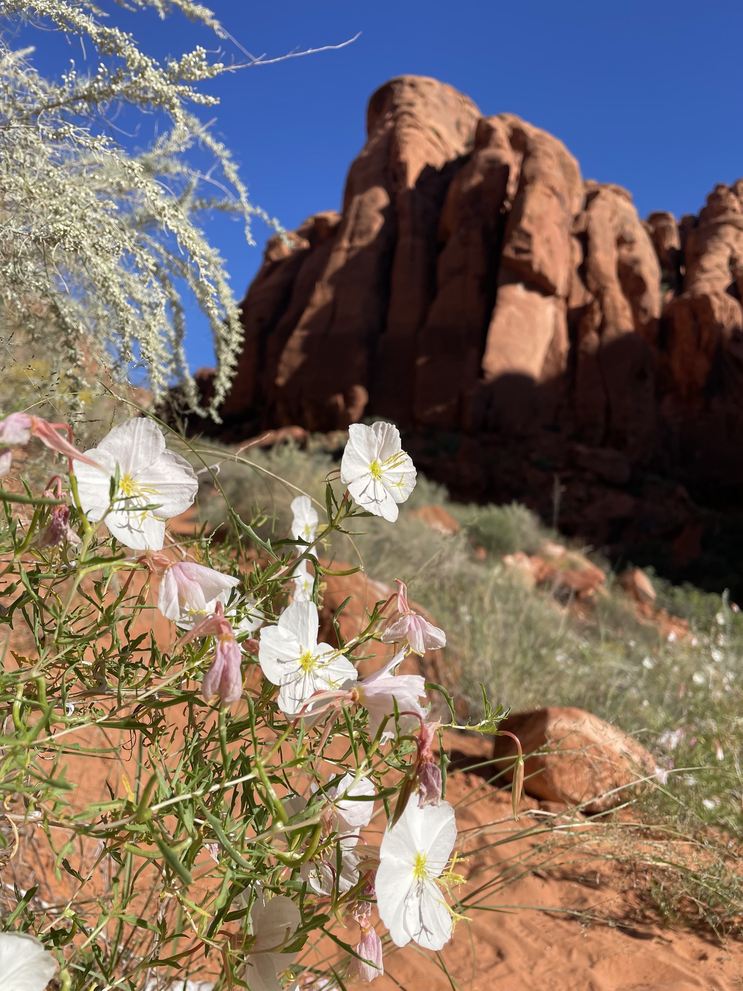Beauty in Padre Canyon