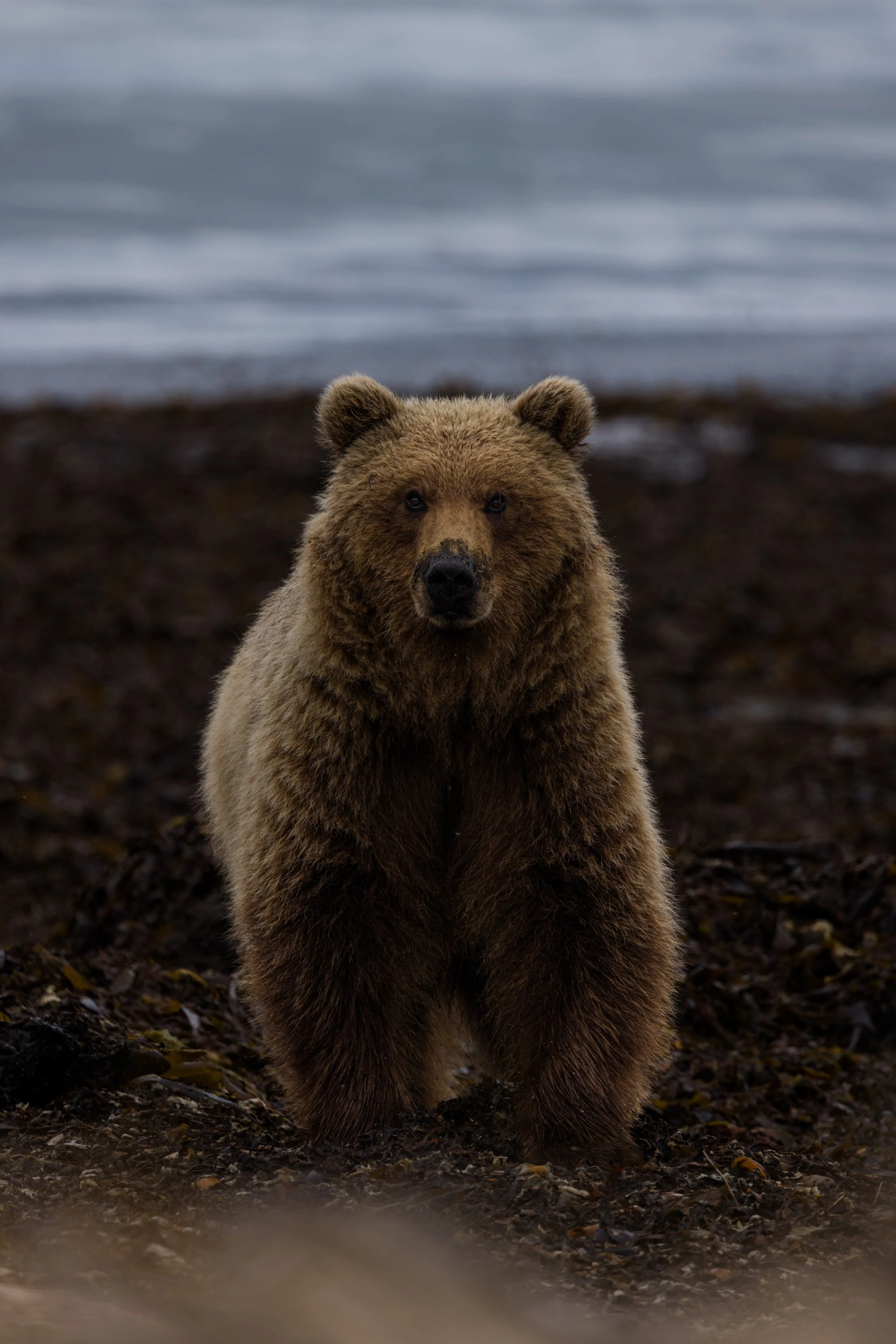Alaskan Bear Viewing Giveaway