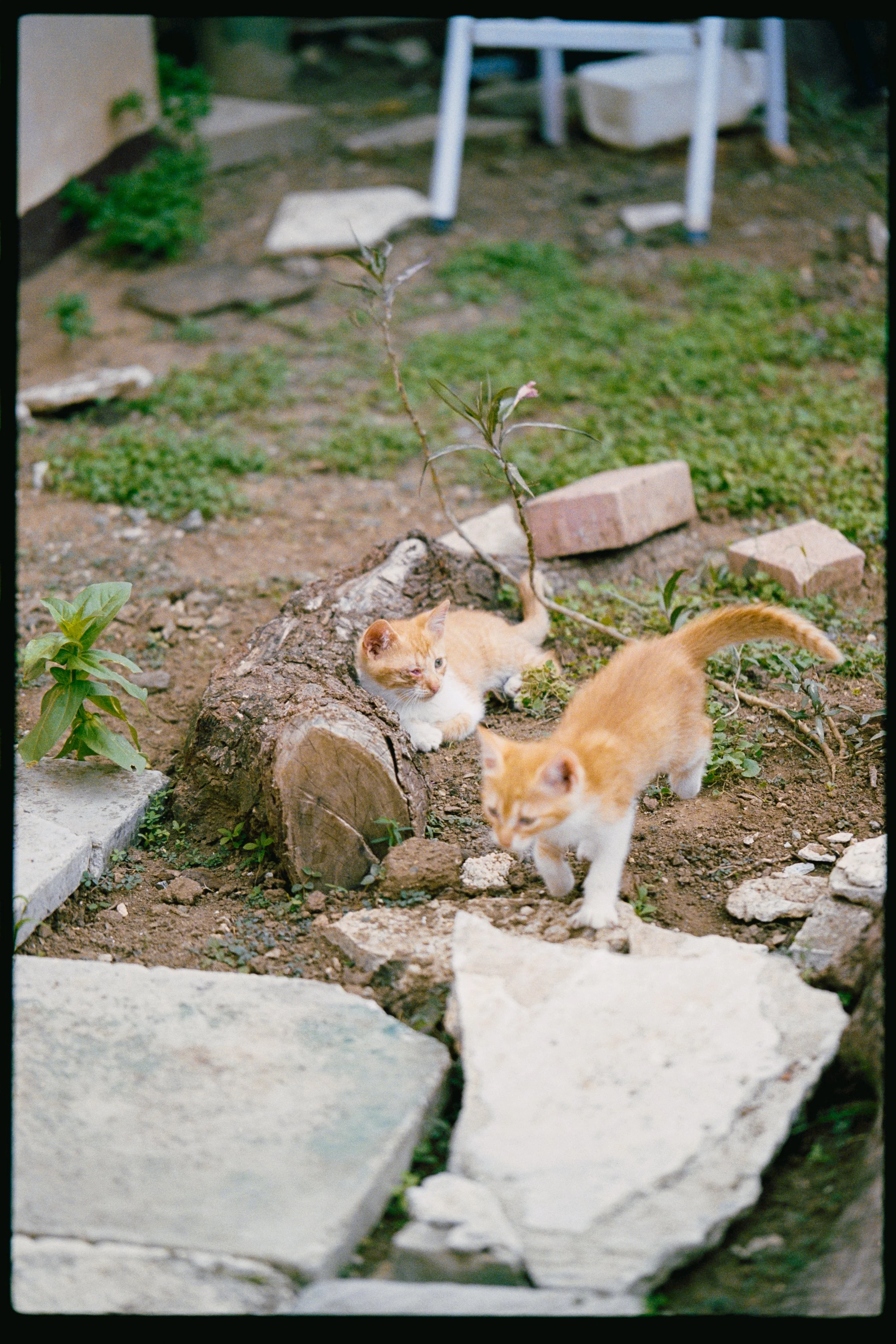 Three orange and white kittens in a garden, surrounded by small plants, stones, a log, and a partially built stone pathway.