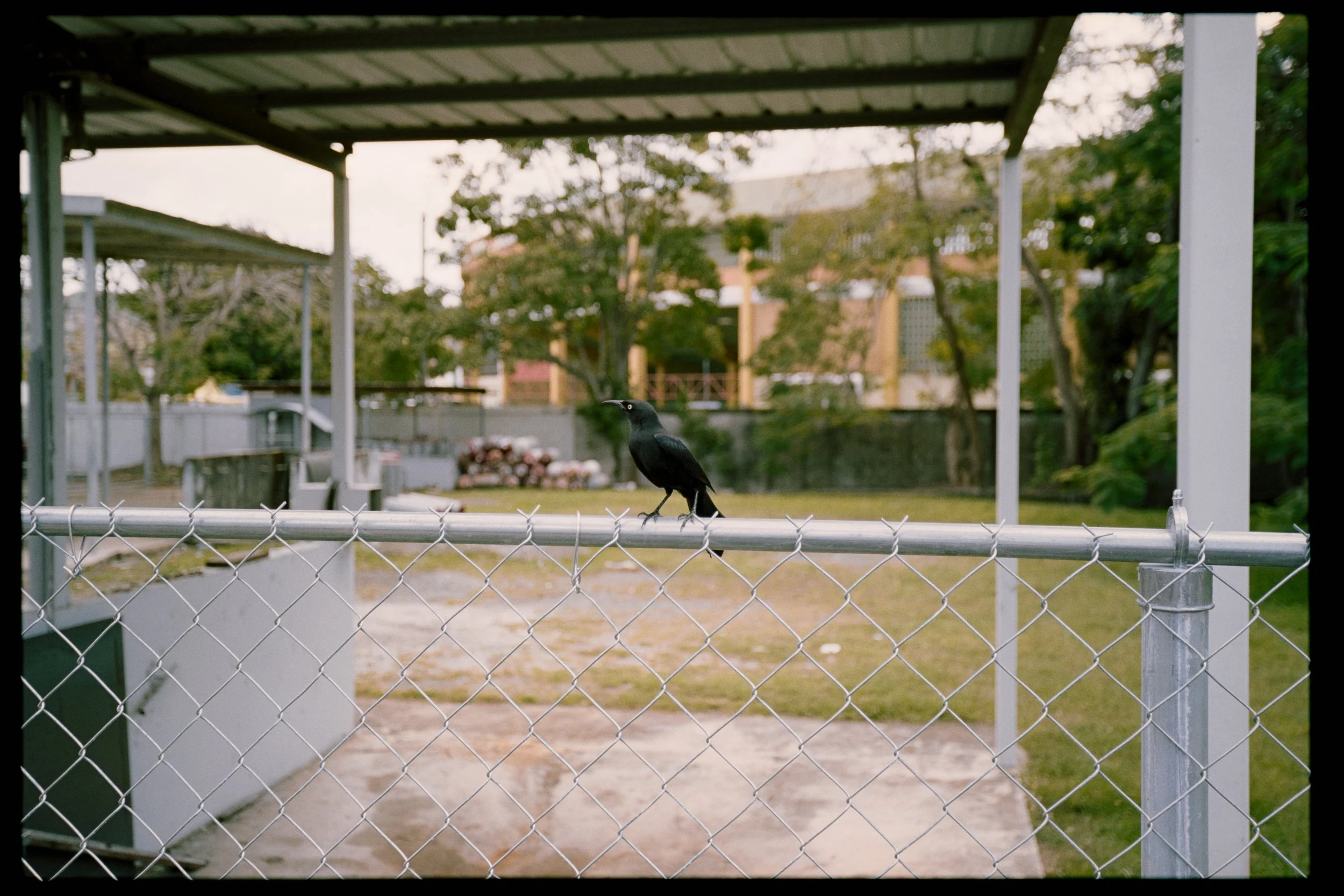 A black bird perched on a chain-link fence with a covered outdoor area in the background, some flowers, trees, and buildings visible behind the fence.
