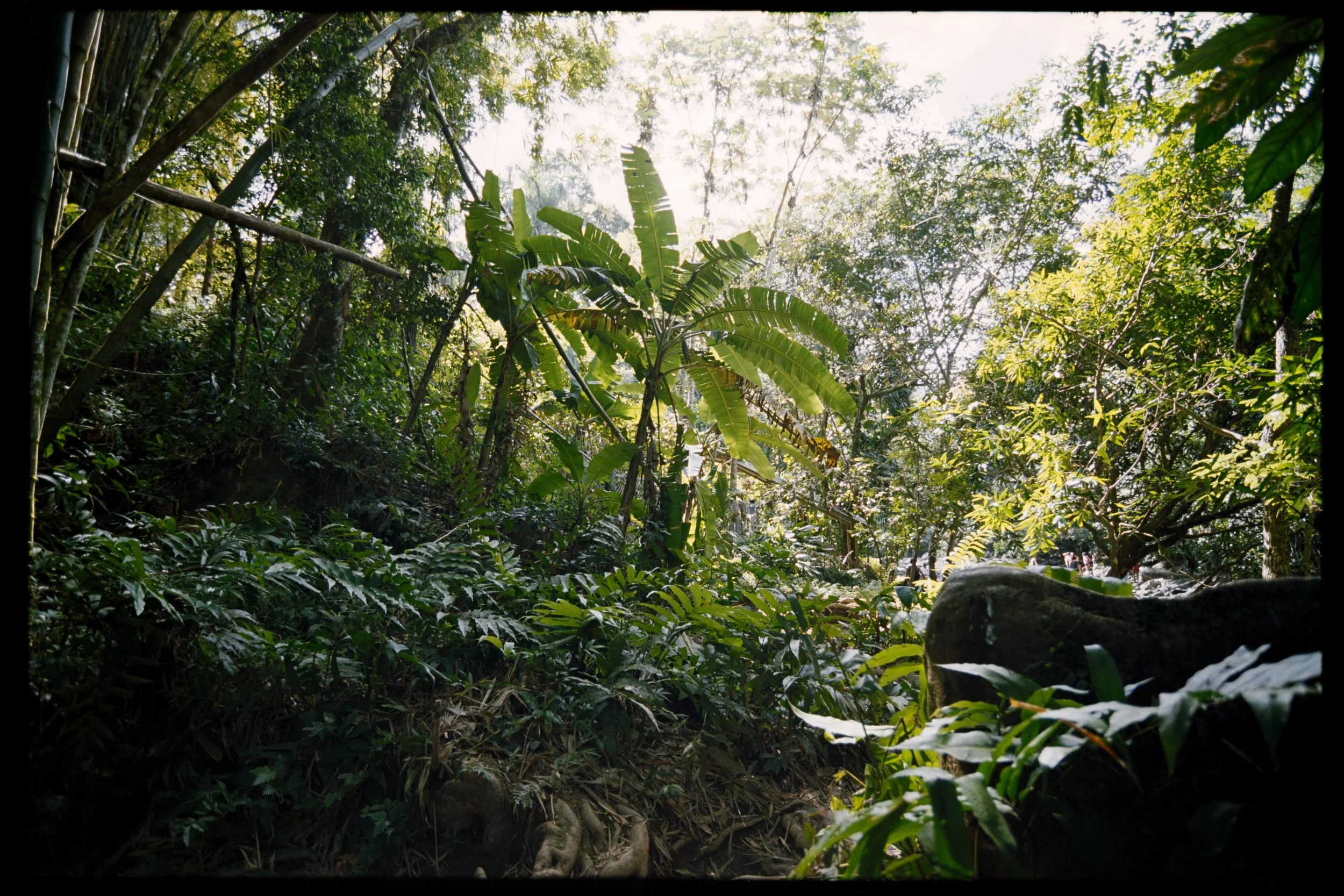 Dense green jungle with sunlight filtering through the canopy, showing various tropical plants and trees.