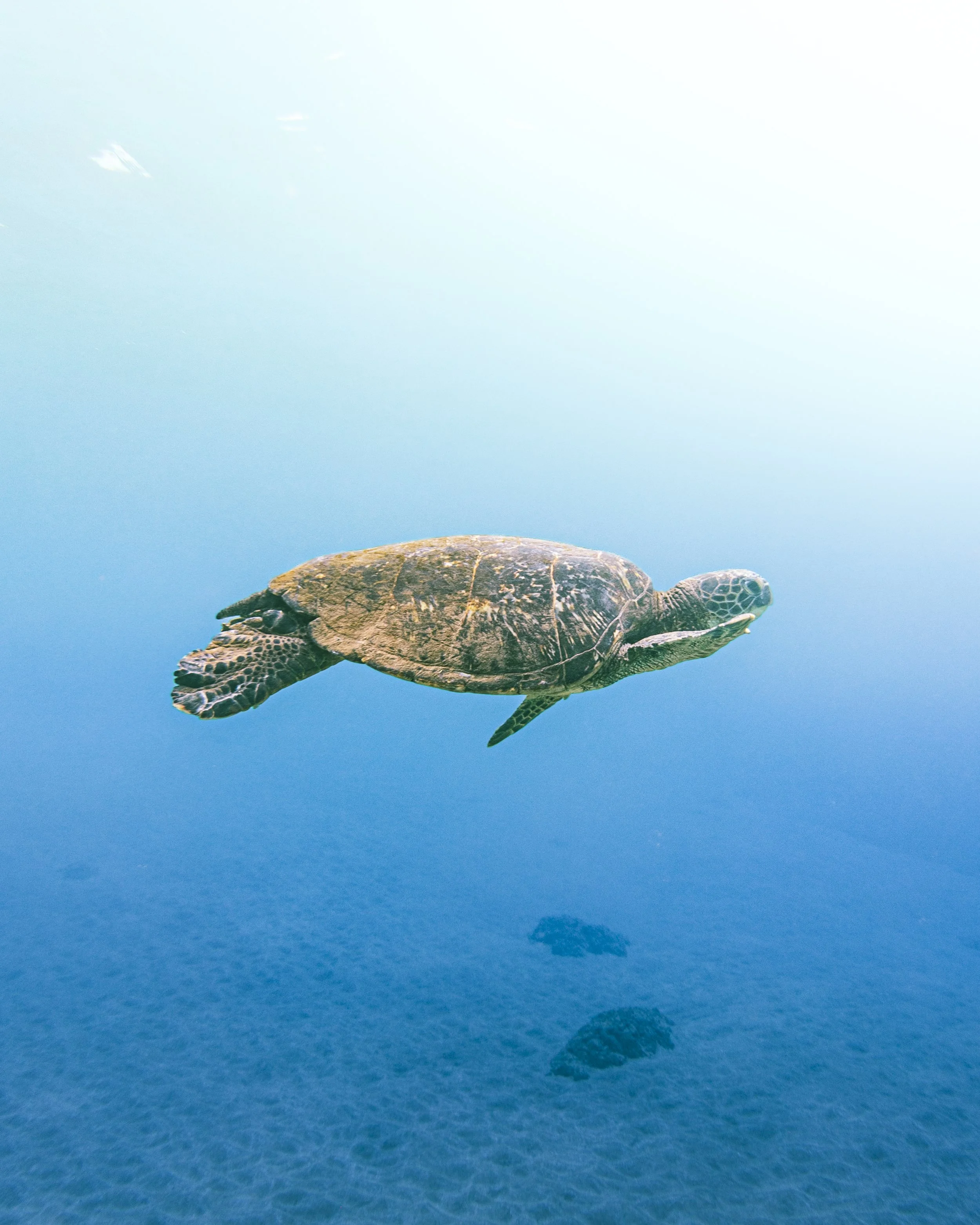 A sea turtle swimming in the ocean with clear blue water.