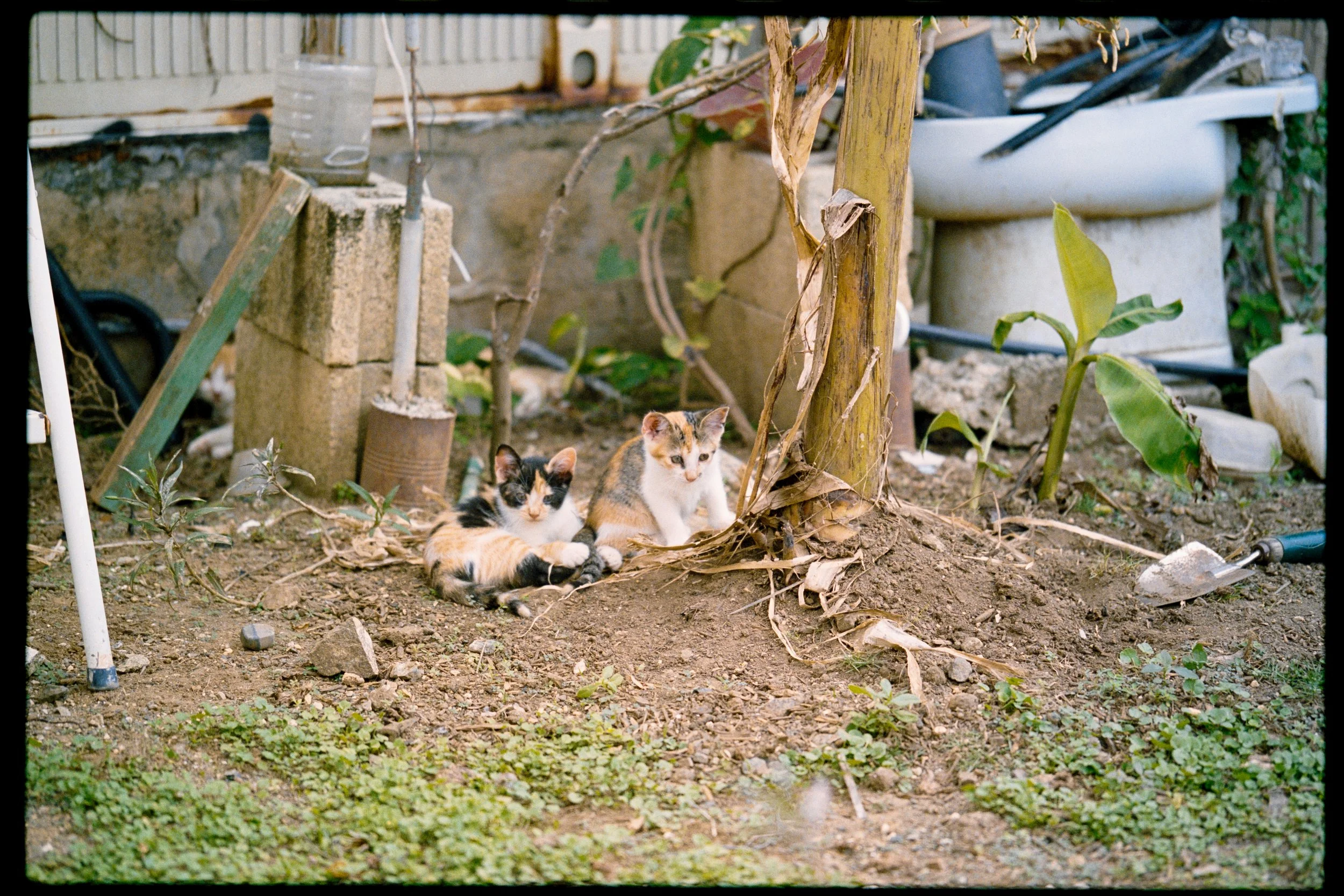 Two calico kittens resting on dirt ground in a backyard garden with plants, a tree, various tools, and objects such as a bucket and a sink in the background.