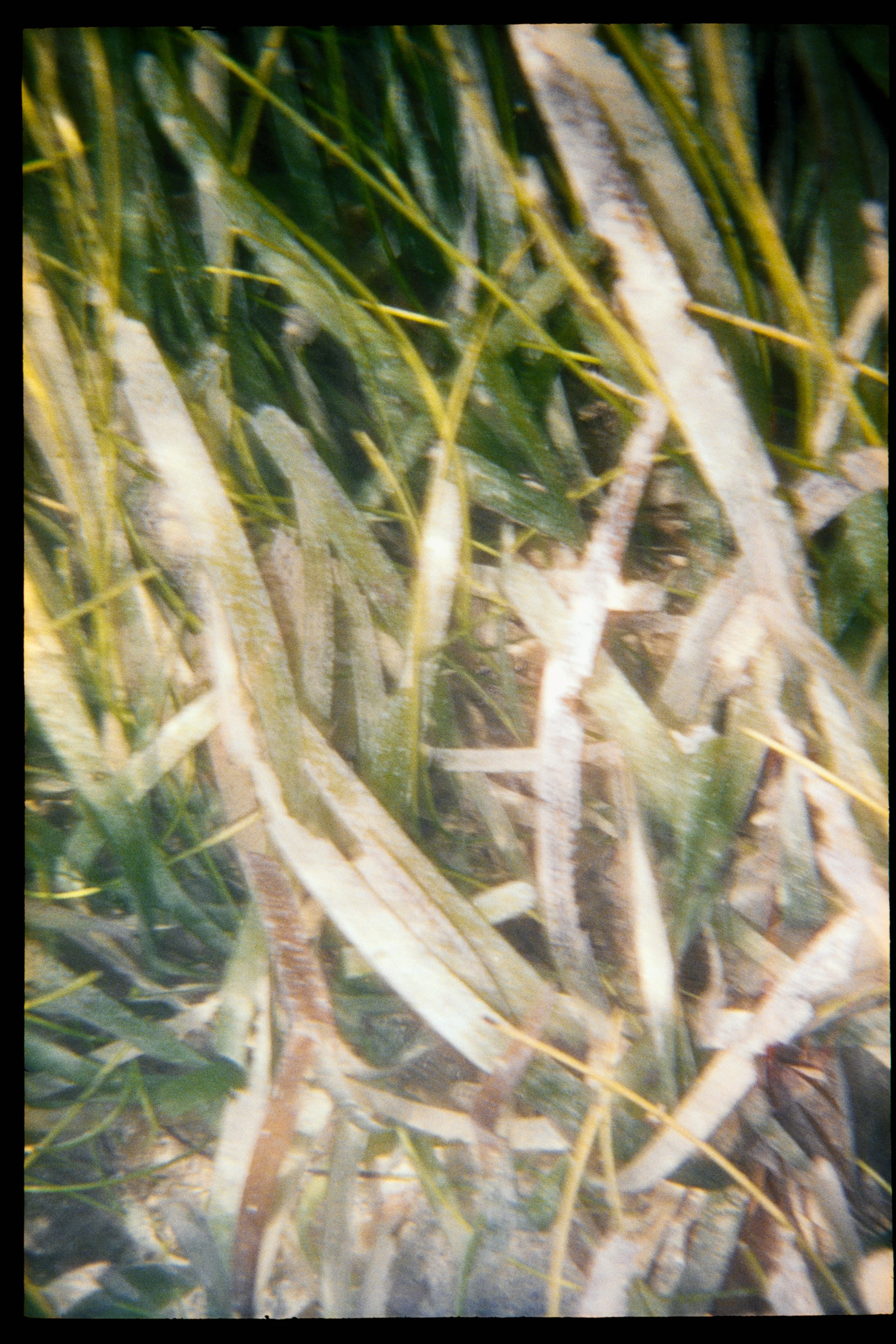 Close-up of tangled green and yellow plant stems and leaves with some dry, brown patches.