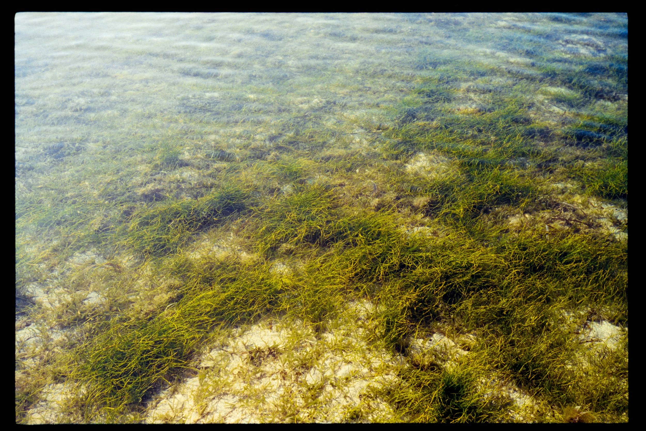Underwater view of seagrass growing on the ocean floor in clear water.