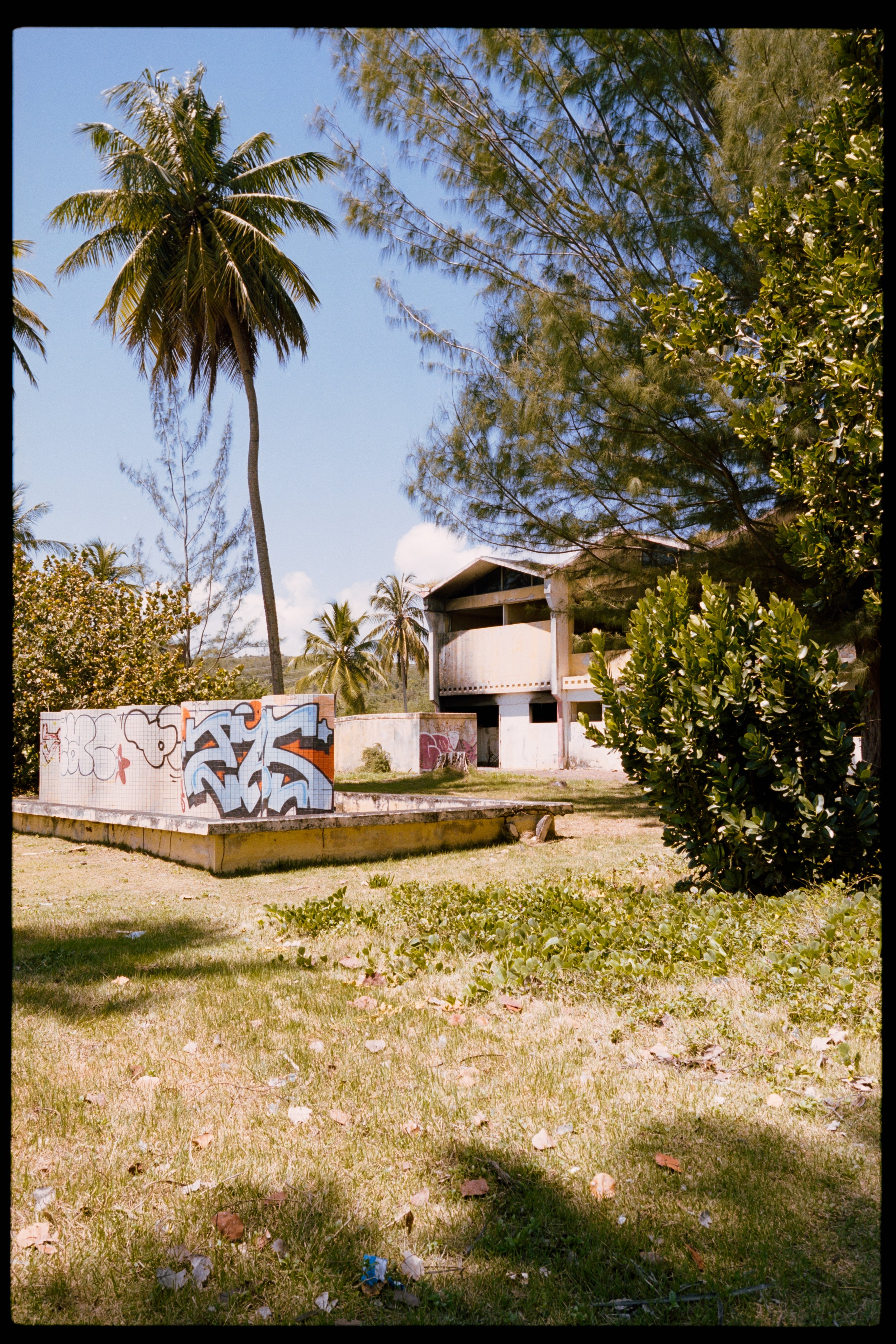 A tropical scene with tall palm trees, a clear blue sky, and a concrete structure with graffiti. The grass in the foreground has some scattered leaves and debris.