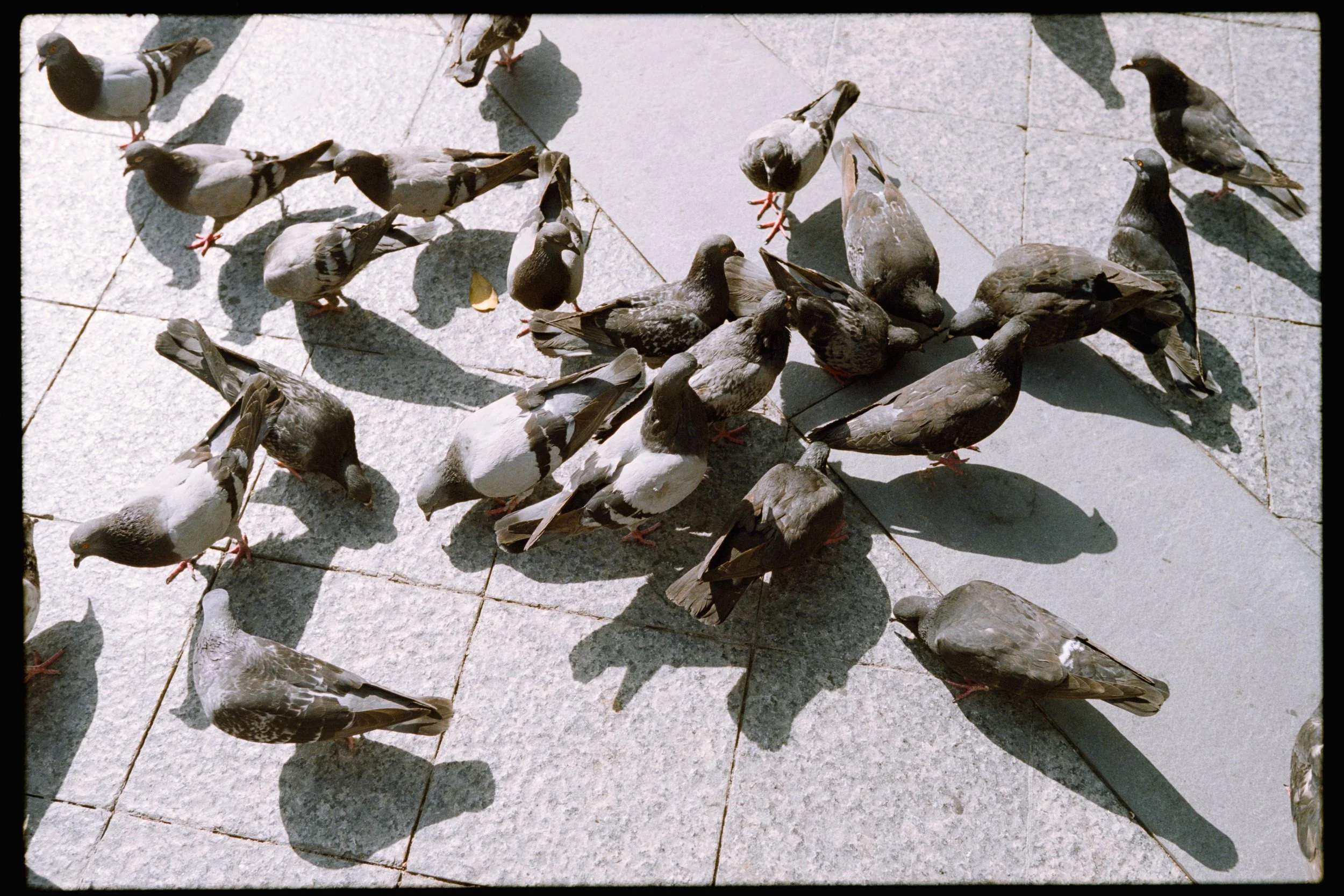 Group of pigeons standing on a light-colored tiled surface, casting shadows in sunlight.