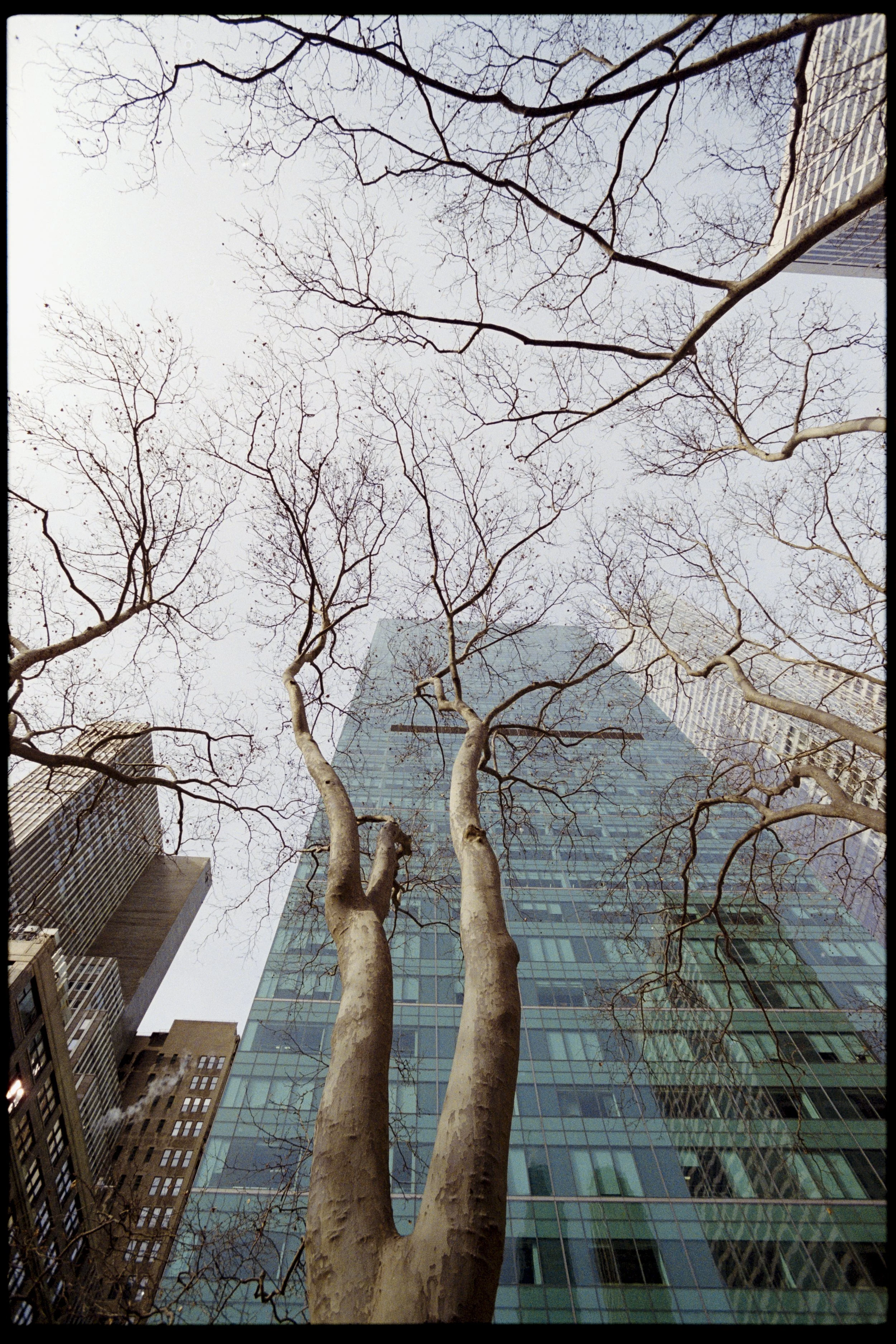 Tall trees with bare branches in an urban area with modern glass buildings surrounding them.