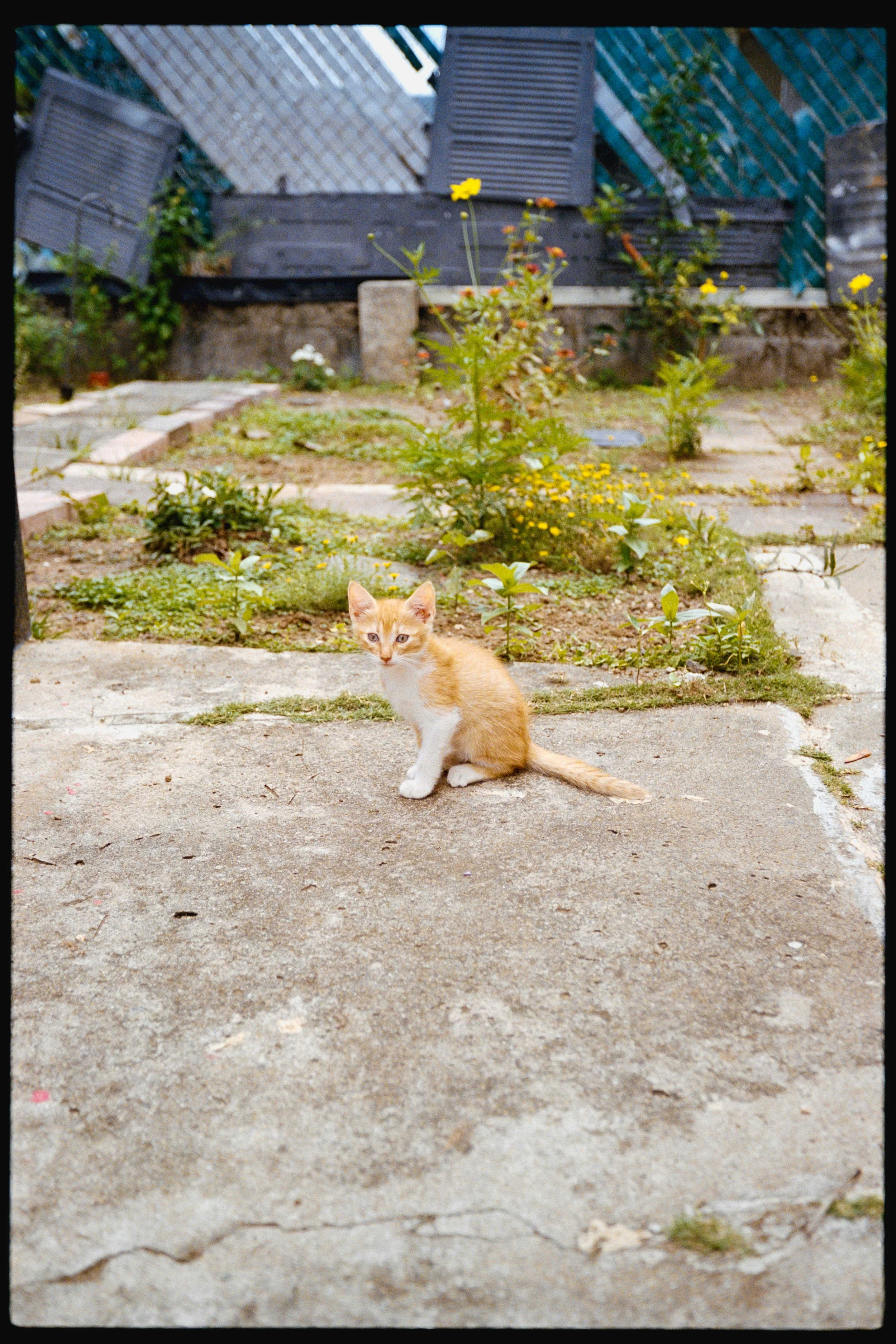 A small orange and white kitten sitting on a concrete patio in a backyard with plants and garden beds.
