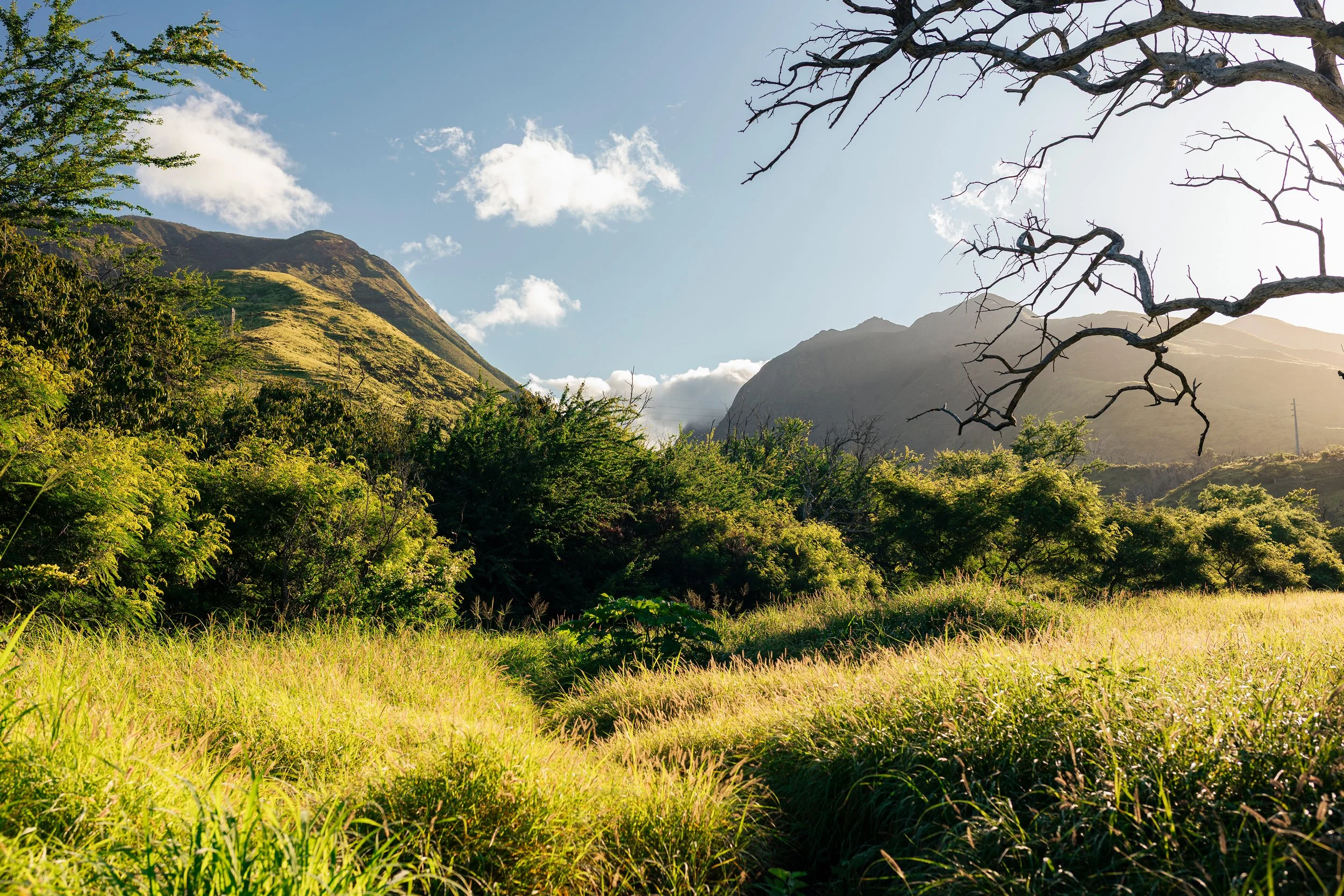 Sunny mountain landscape with lush green grass, dense bushes, and a distant mountain ridge under a bright blue sky with some white clouds, and a leafless tree with twisting branches in the foreground.