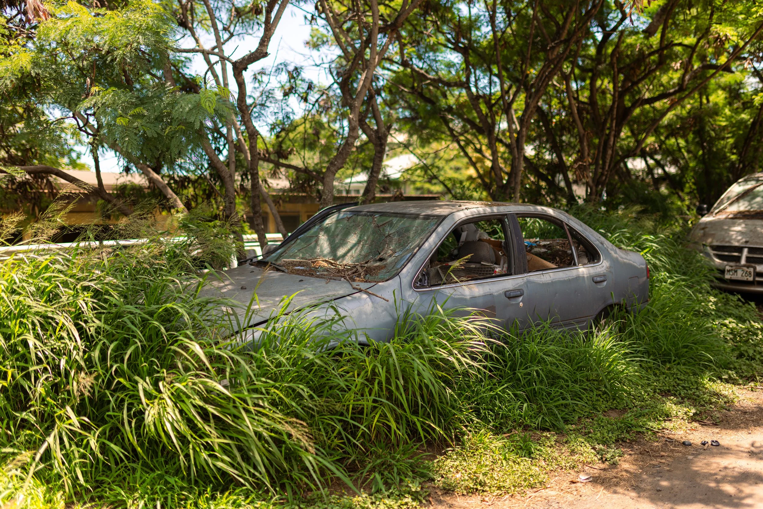 An abandoned silver car overgrown with grass and surrounded by trees in a yard.