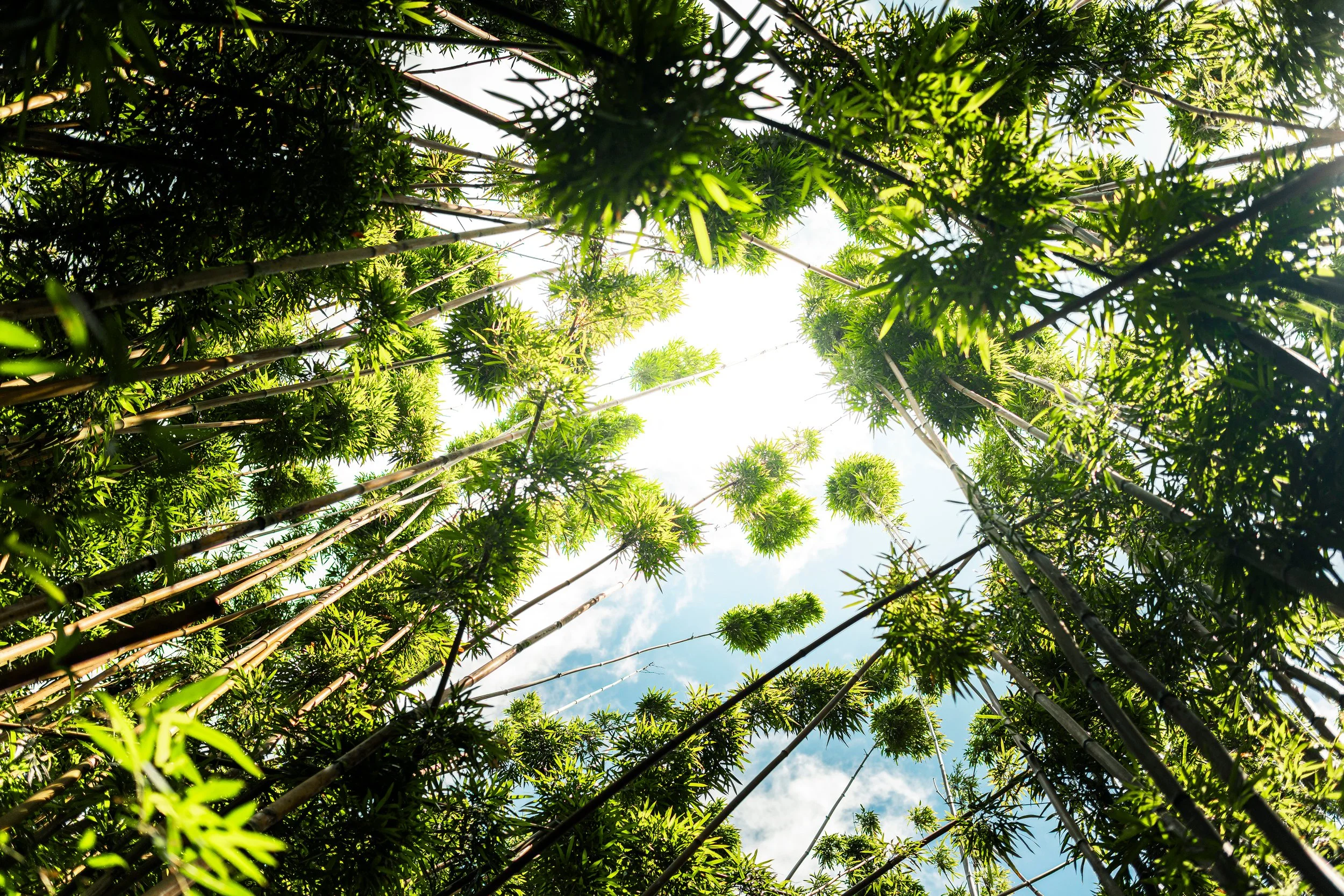 Looking up at tall bamboo trees with green leaves and stalks against a bright sky with some clouds.