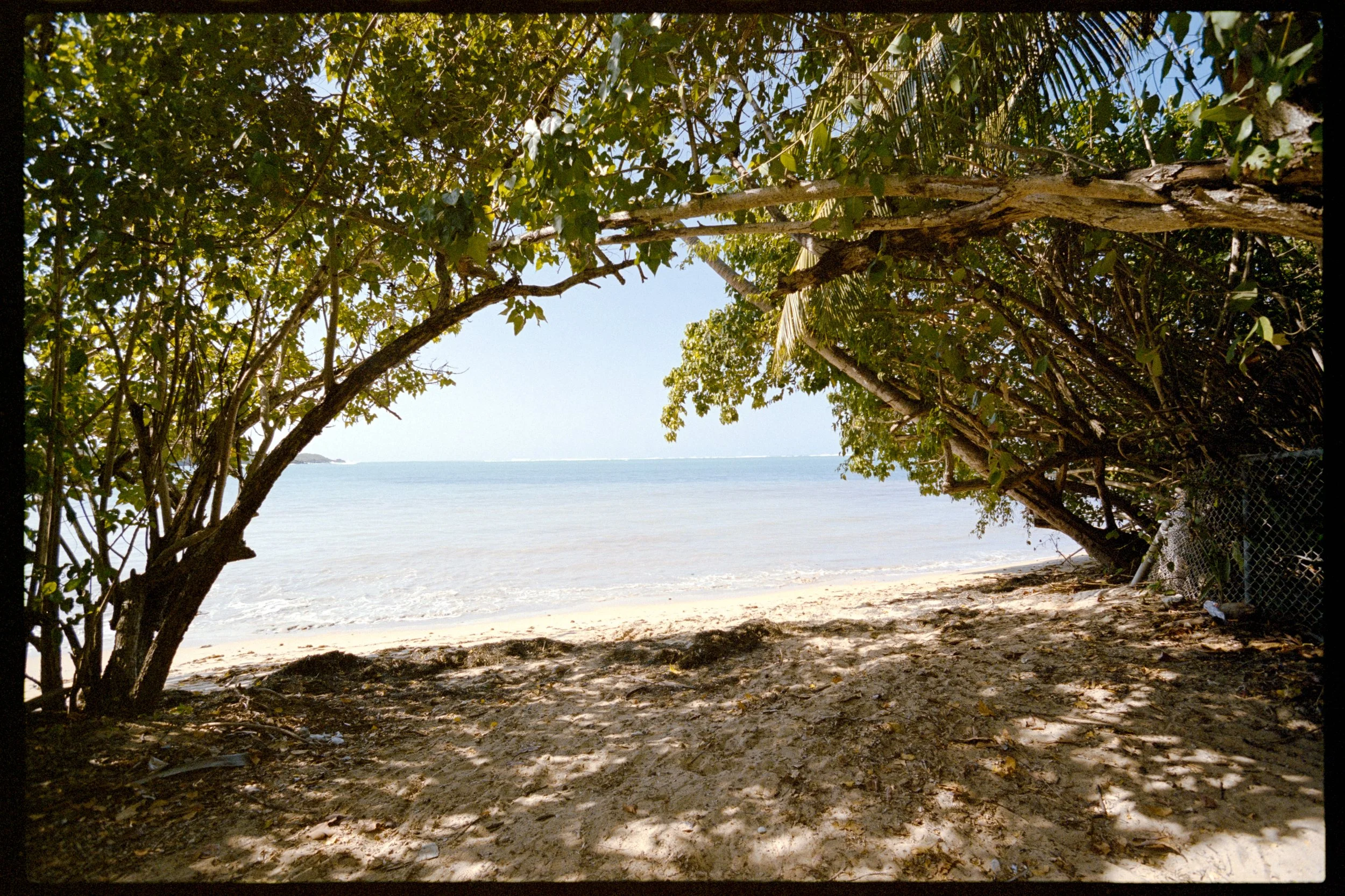 A beach scene viewed through tree branches and leaves, with sandy ground, calm water, and a distant shoreline under a clear sky.