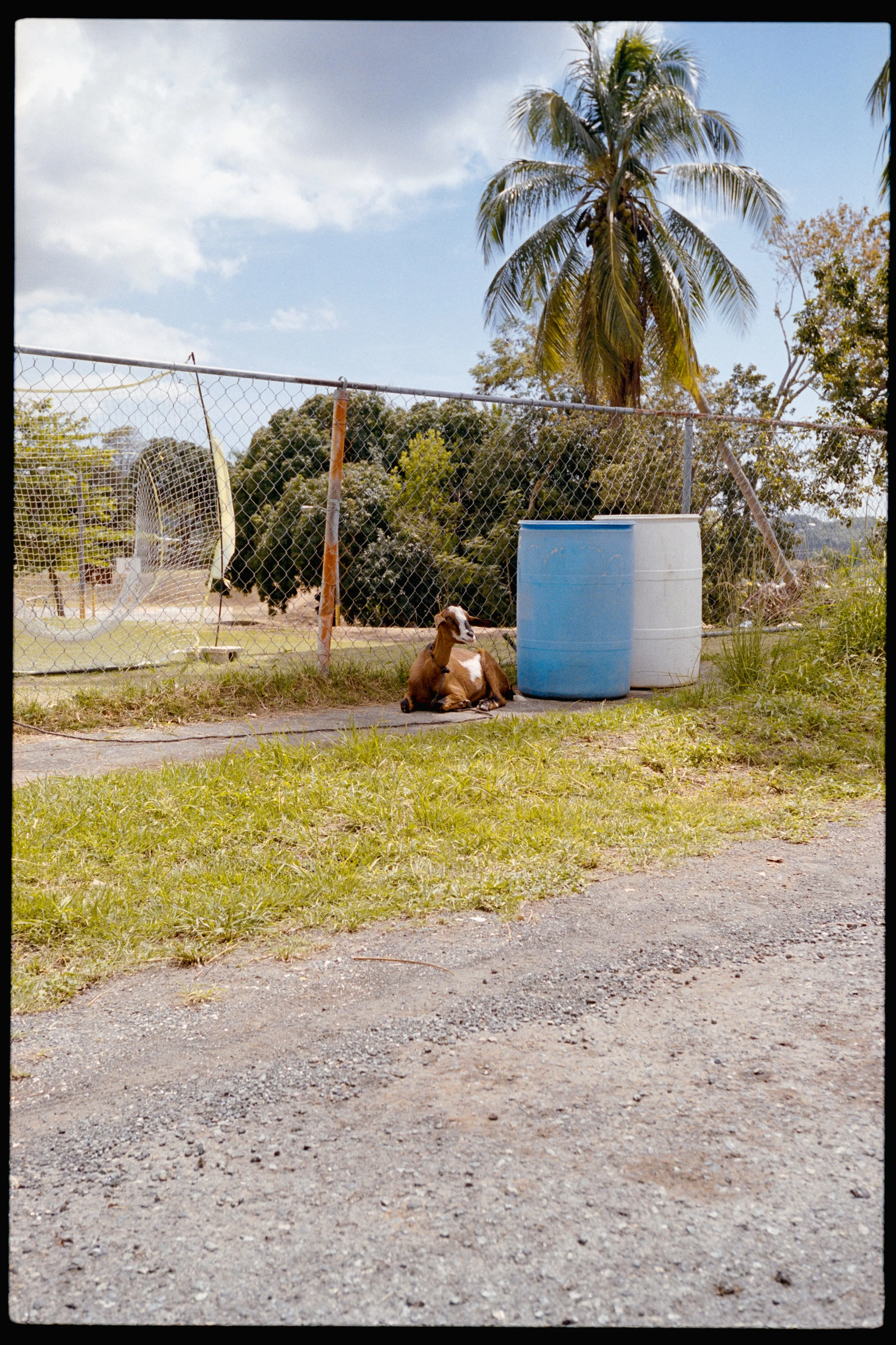 A brown and white dog sitting next to two blue barrels behind a chain-link fence with palm trees and a cloudy sky in the background.