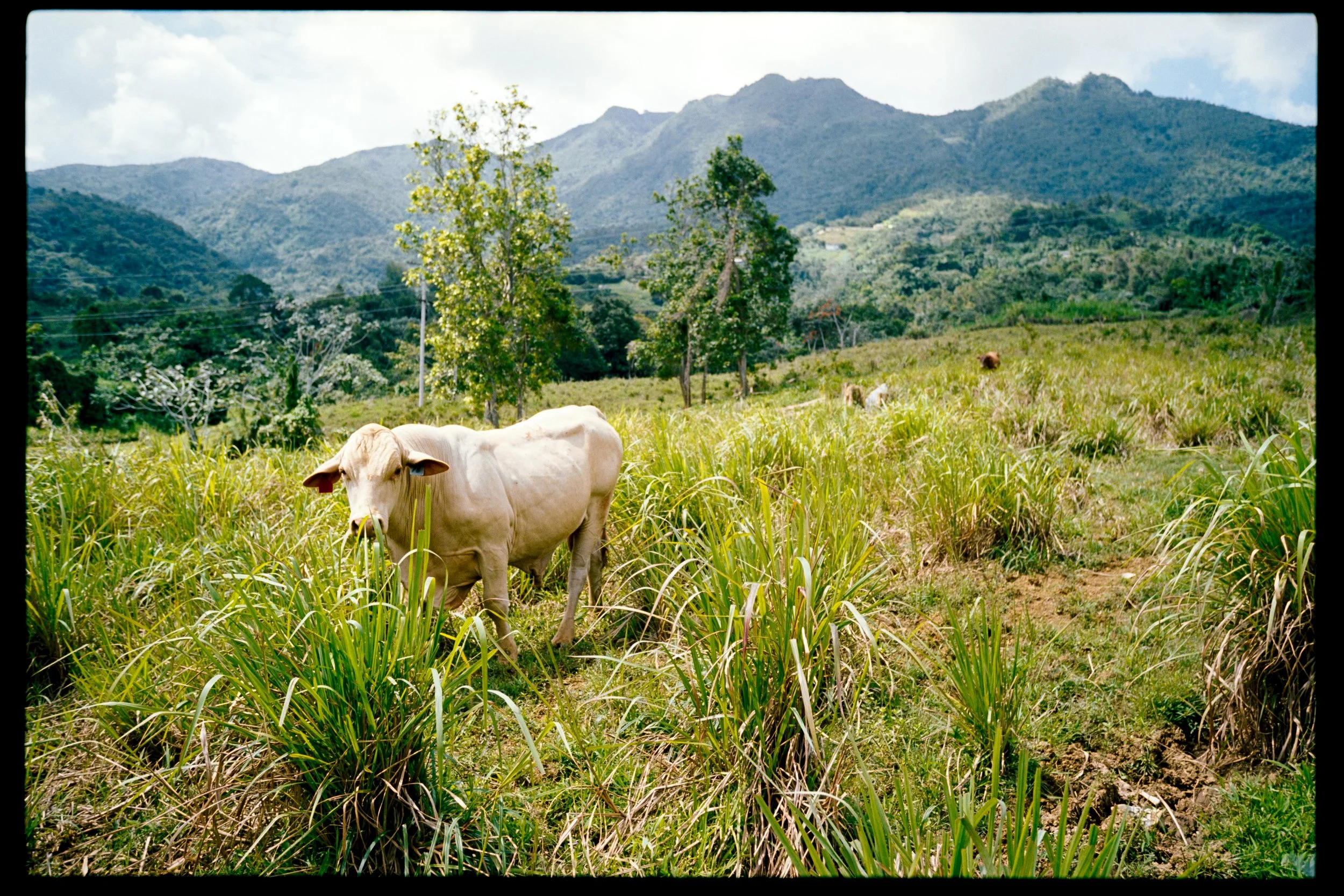 A white cow standing in a grassy field with green trees and mountains in the background under a partly cloudy sky.