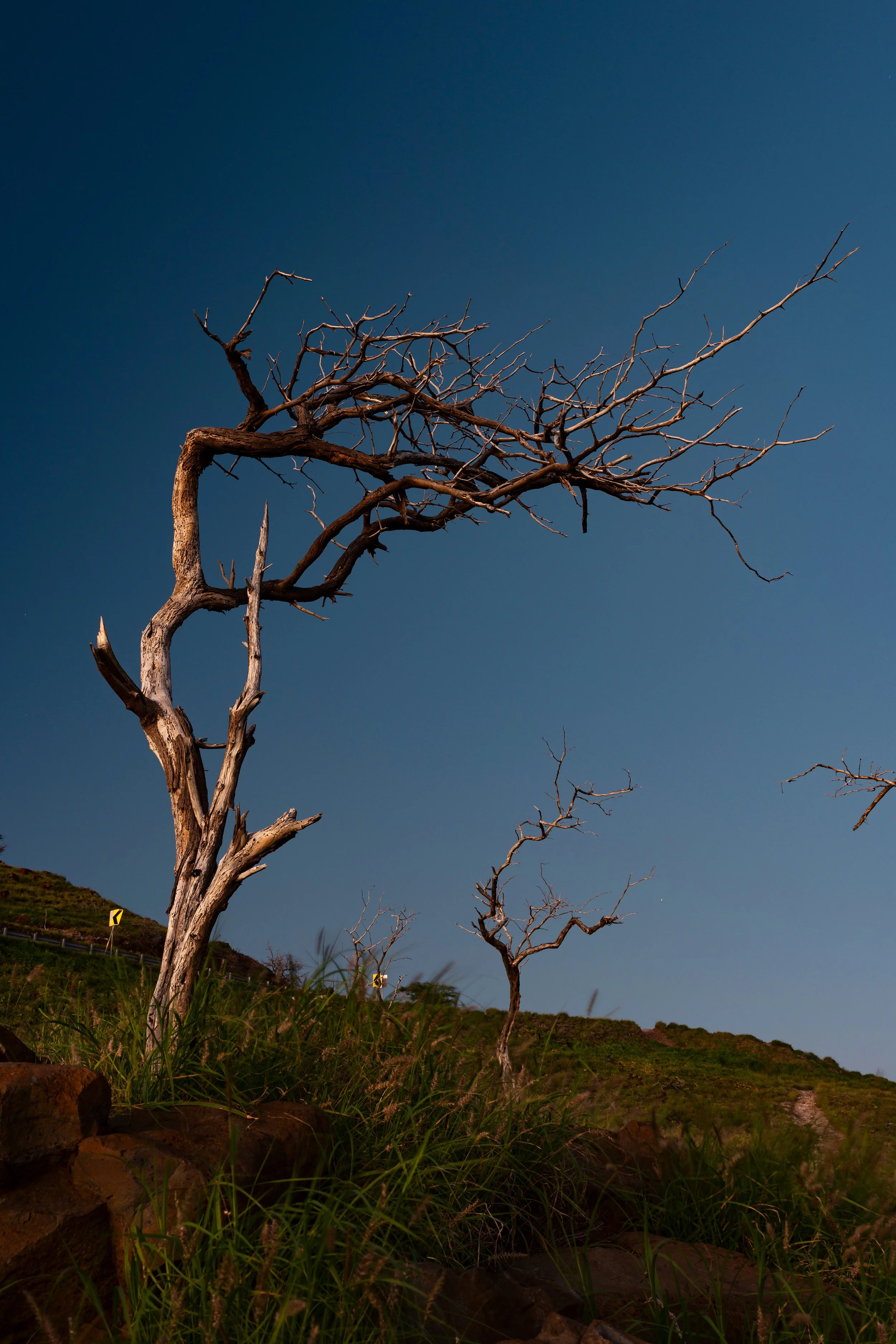 A leafless tree with multiple thin branches against a dark blue sky during twilight. Green grass and rocks are visible on the ground at the base of the tree.